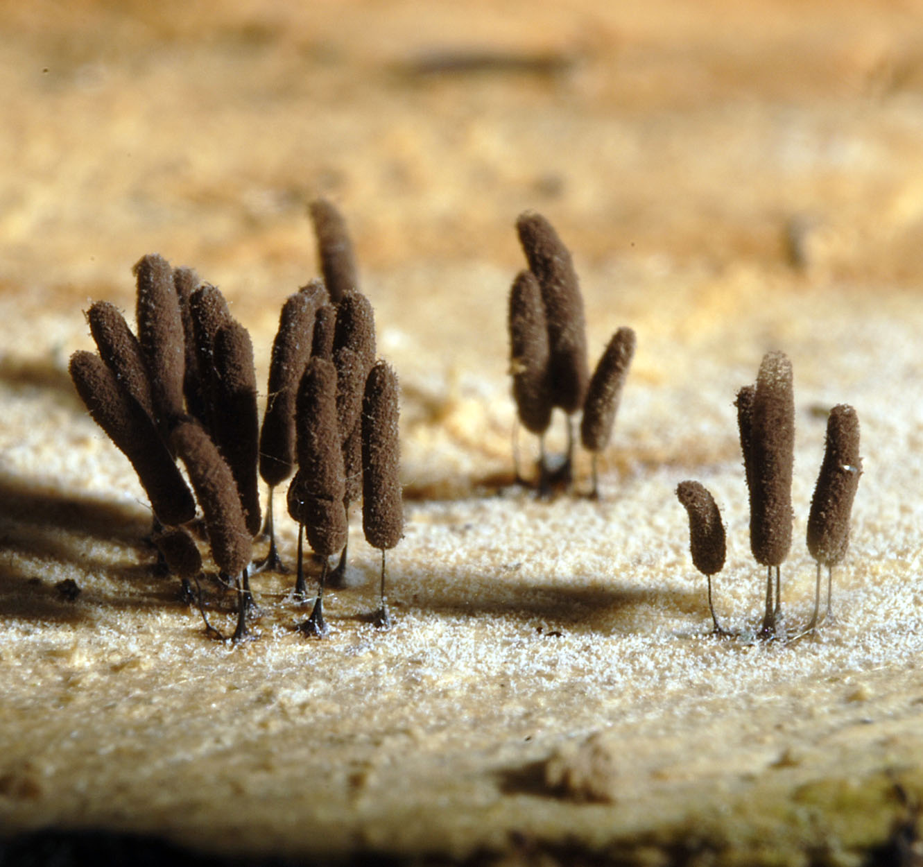 16052013092435 404 art 505 6353 ste amoena e12 kopie