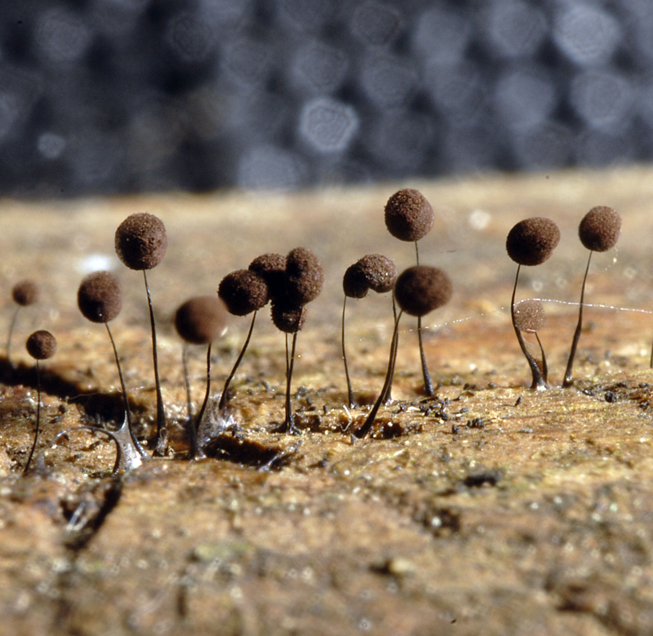 16052013092628 405 art 506 6354 com nigra e15 kopie