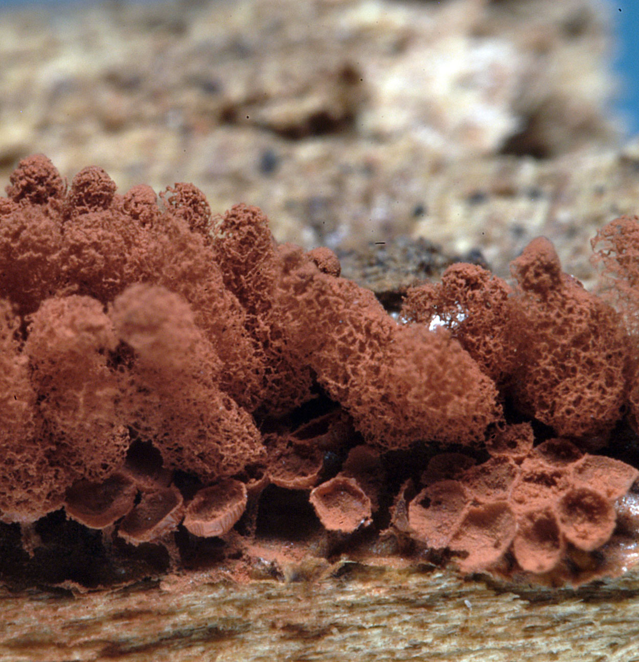 16052013092725 406 art 507 arc affinis 5443 21 kopie