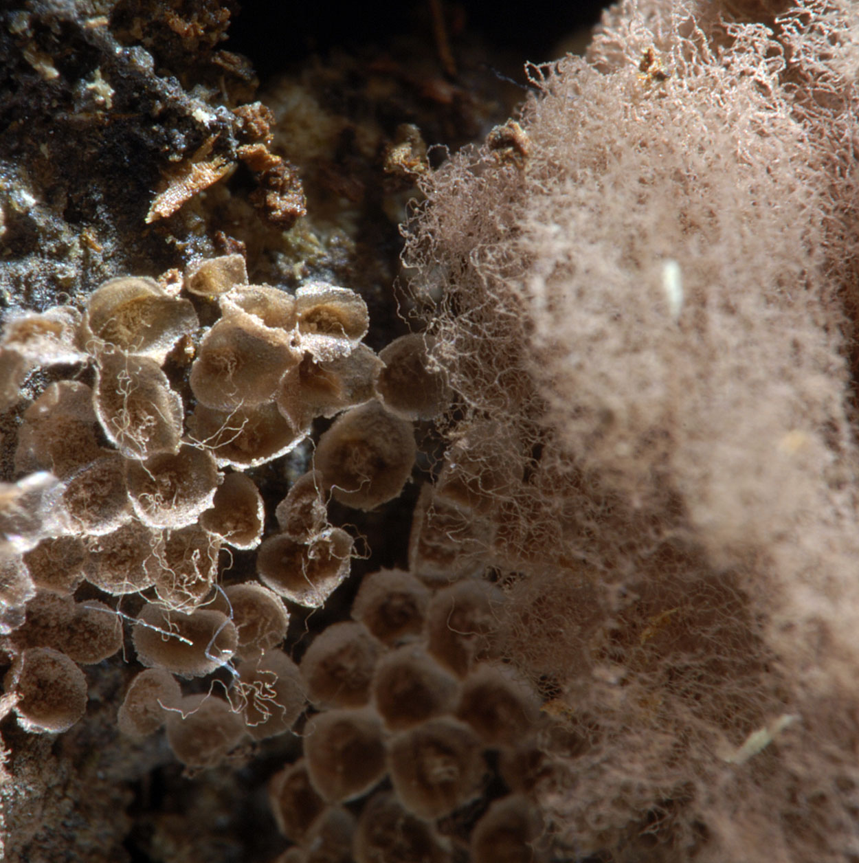 16052013093135 407 art 508 arc major 5729 8 kopie