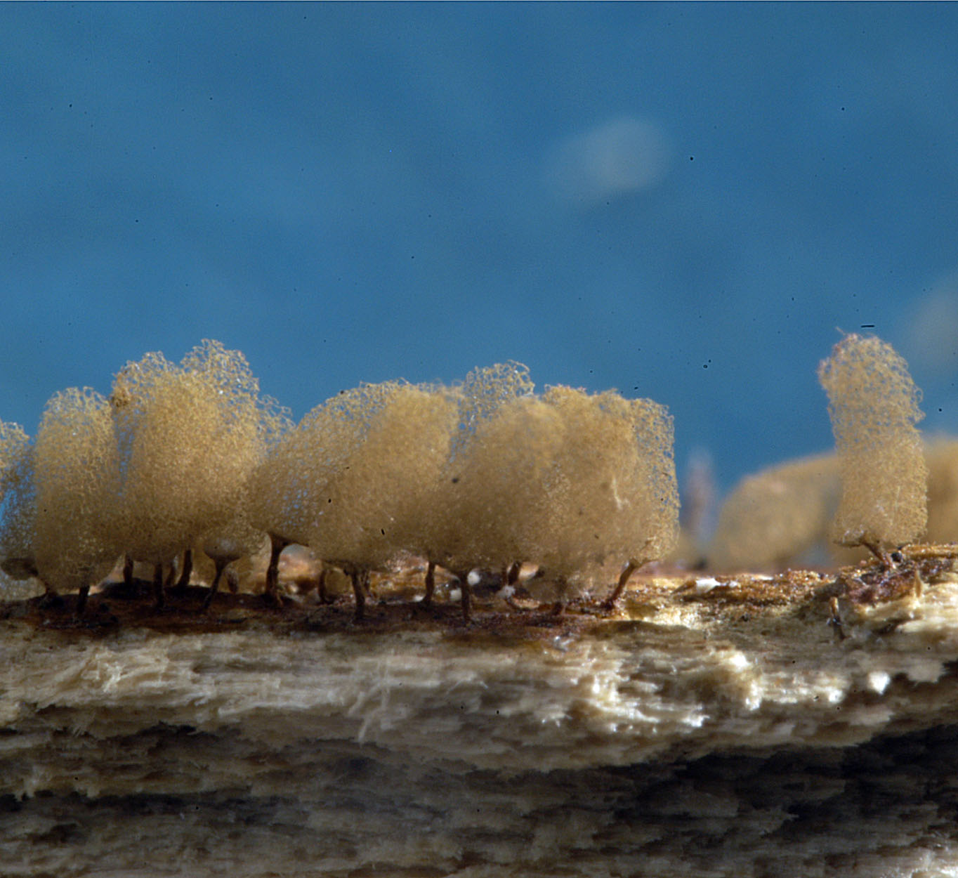 16052013093242 408 art 509 arc minuta 5433b 3 kopie