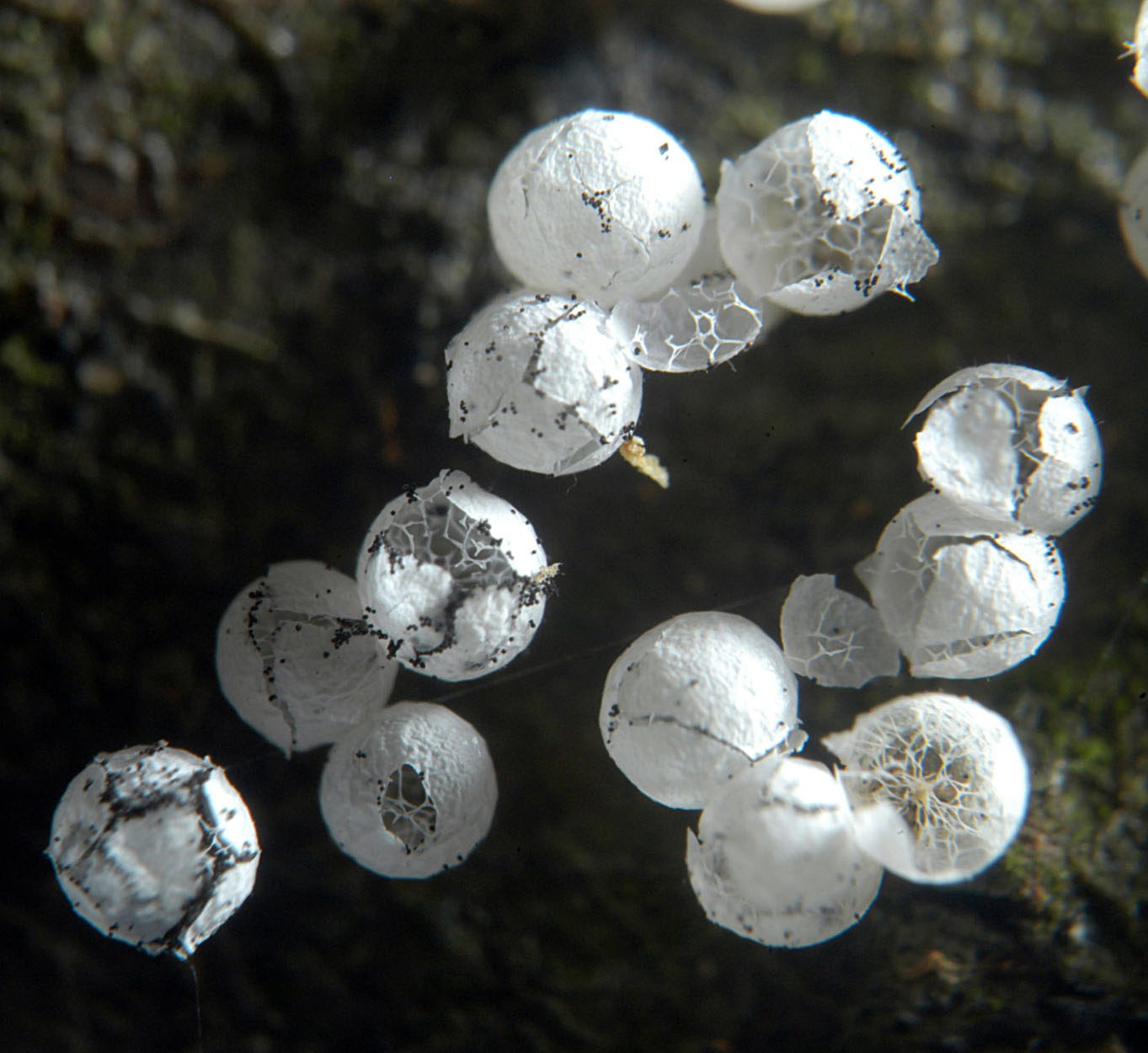 16052013093354 409 art 510 bad capsulifera v c 5213 12 kopie