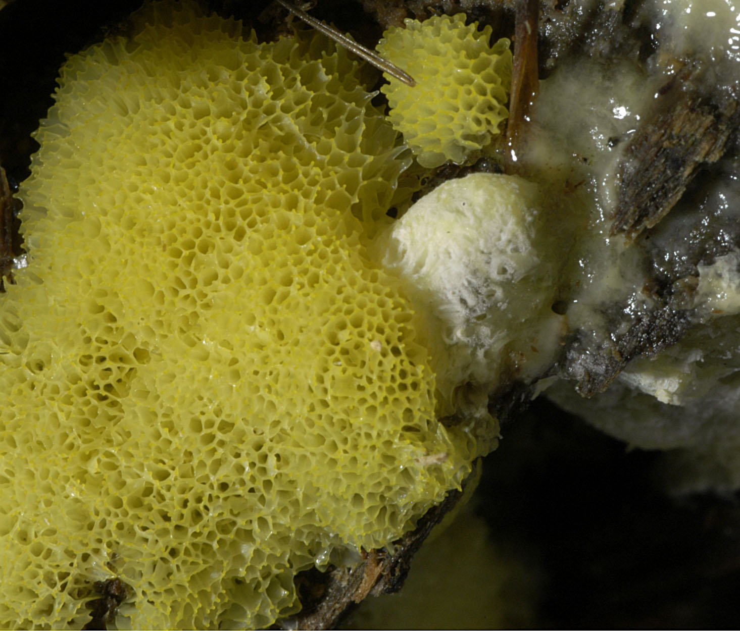 16052013093500 410 art 511 cer fruticulosa v porioides 5284 12 kopie