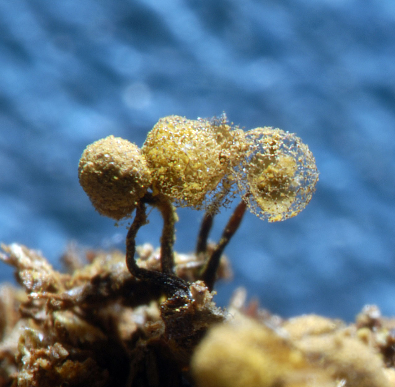 16052013093621 411 art 512 cri persoonii 5727 2 kopie