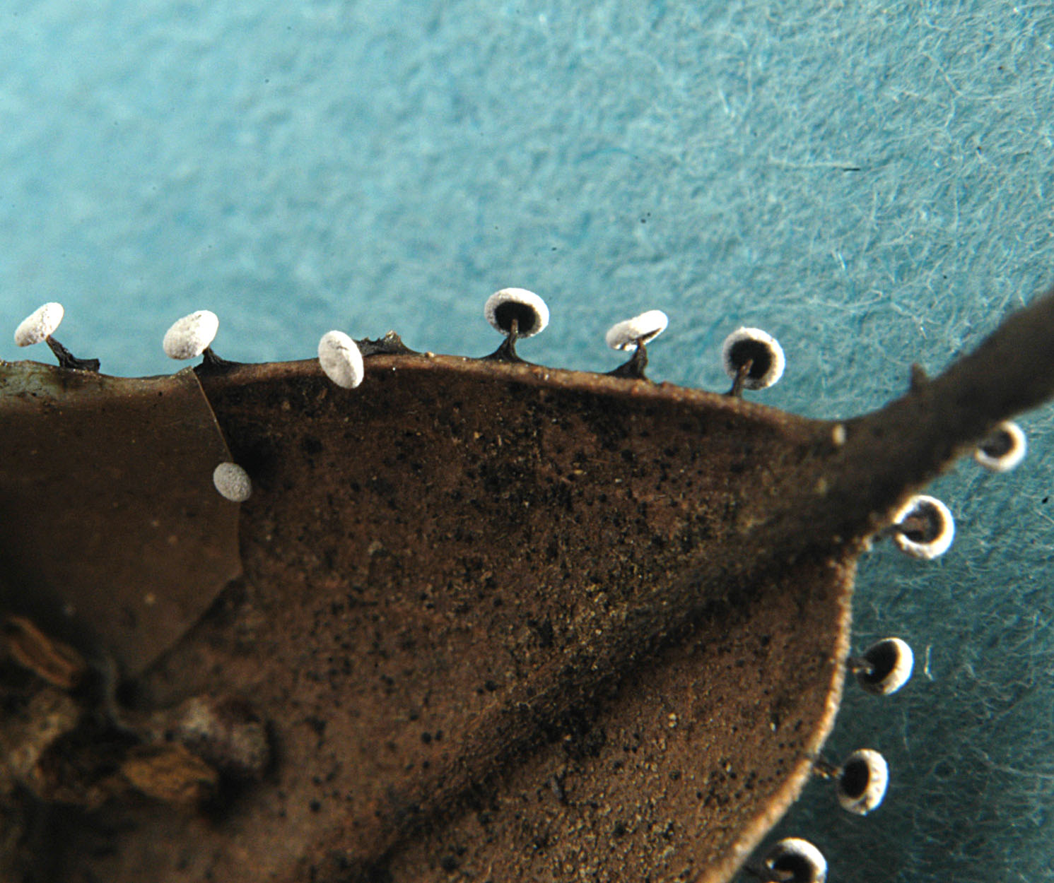 16052013093734 412 art 513 did clavus 5356 s35 kopie