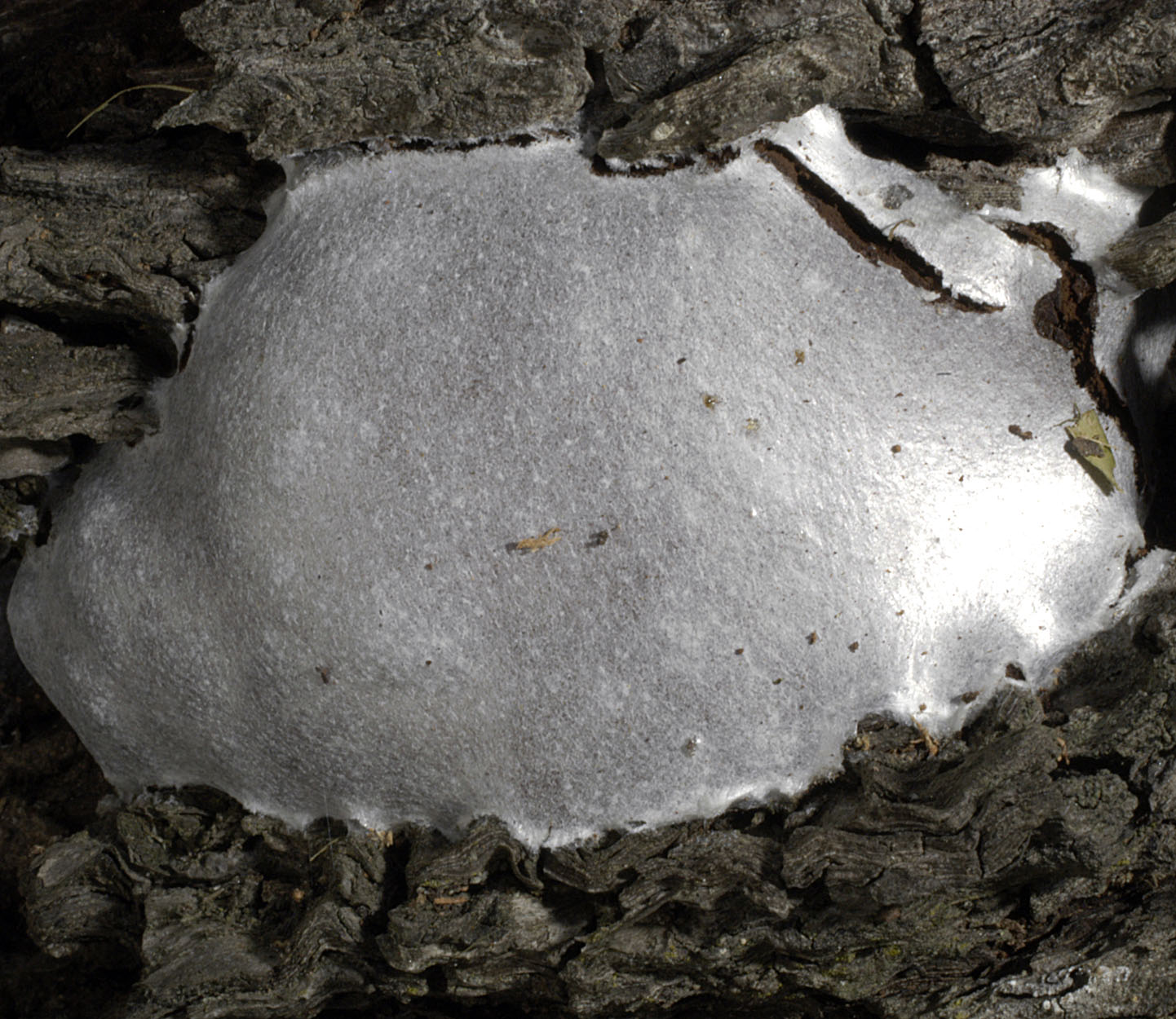 16052013093838 413 art 514 ent lycoperdon 5451 5 kopie