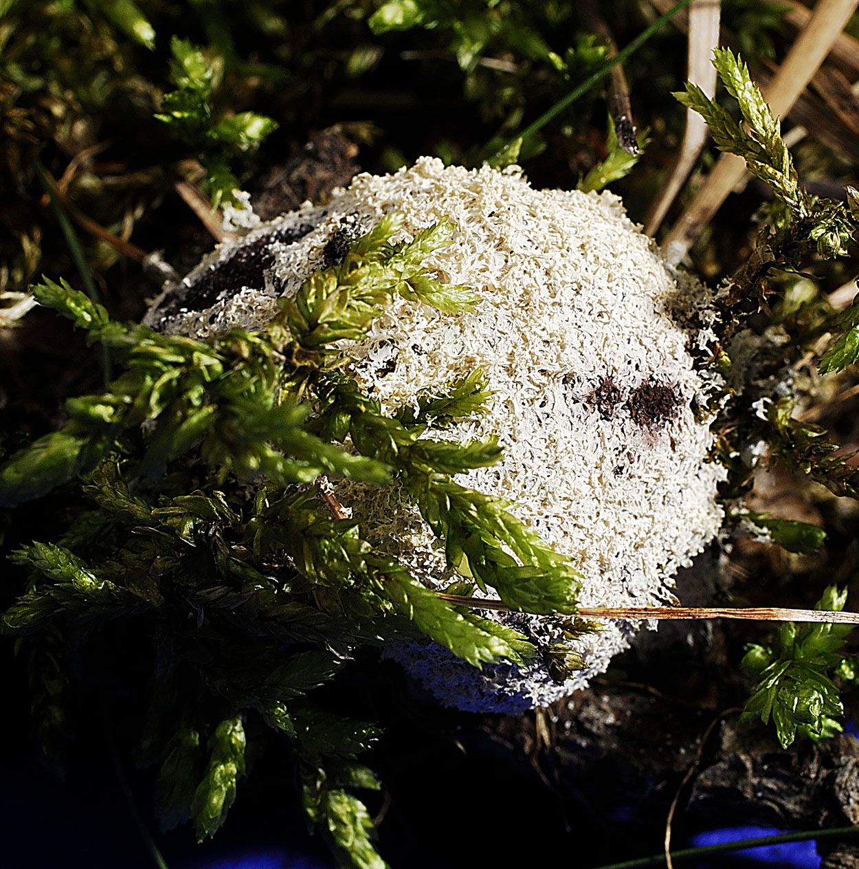 16052013093942 414 art 515 ful septica v candida 5465 1 kopie