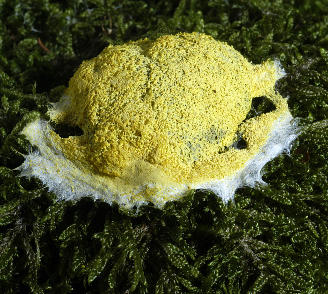 16052013094207 415 art 516 ful septica v flava 5283 2 kopie