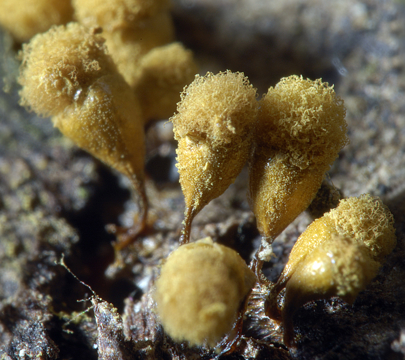 16052013094321 416 art 517 hem calyculata 5728 5 kopie