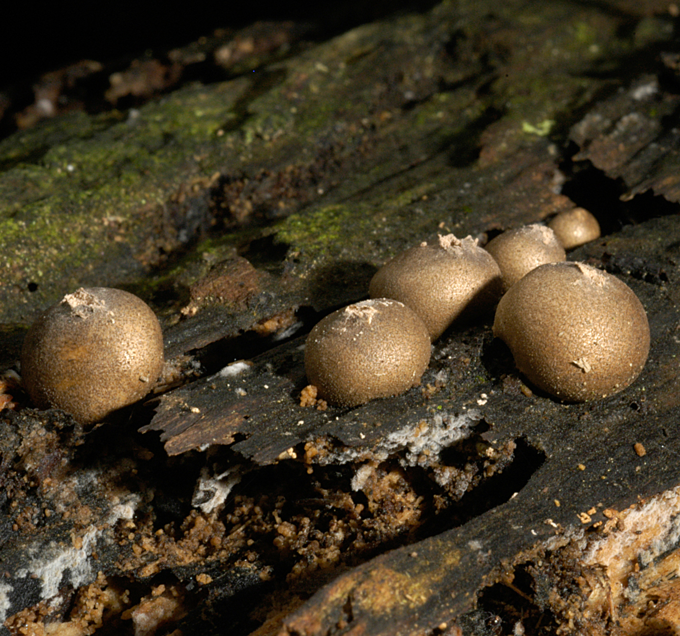 16052013094556 418 art 519 lyc epidendrum 4992 6 kopie