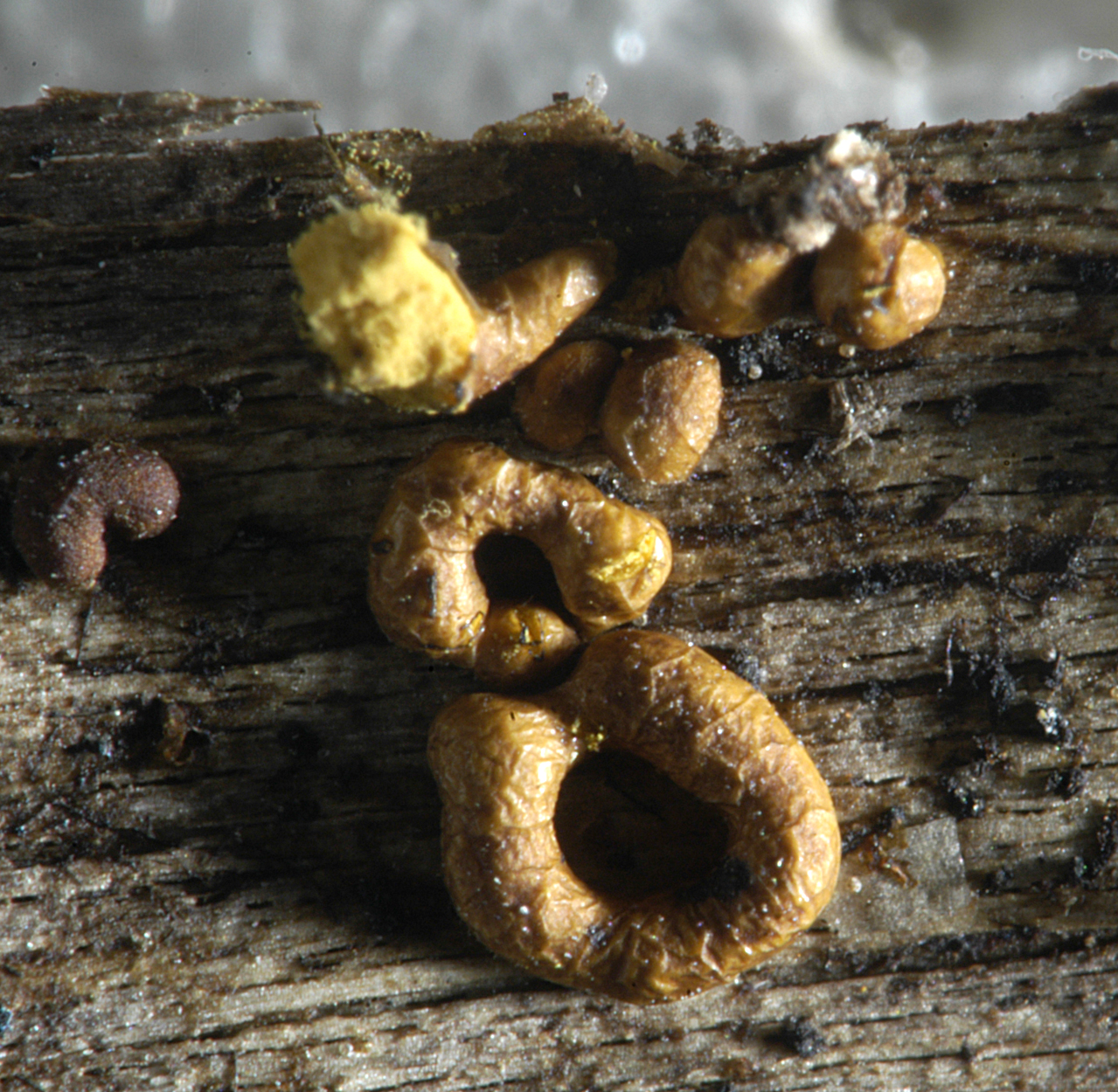 16052013094714 419 art 520 per chrysosperma 5430 15 kopie