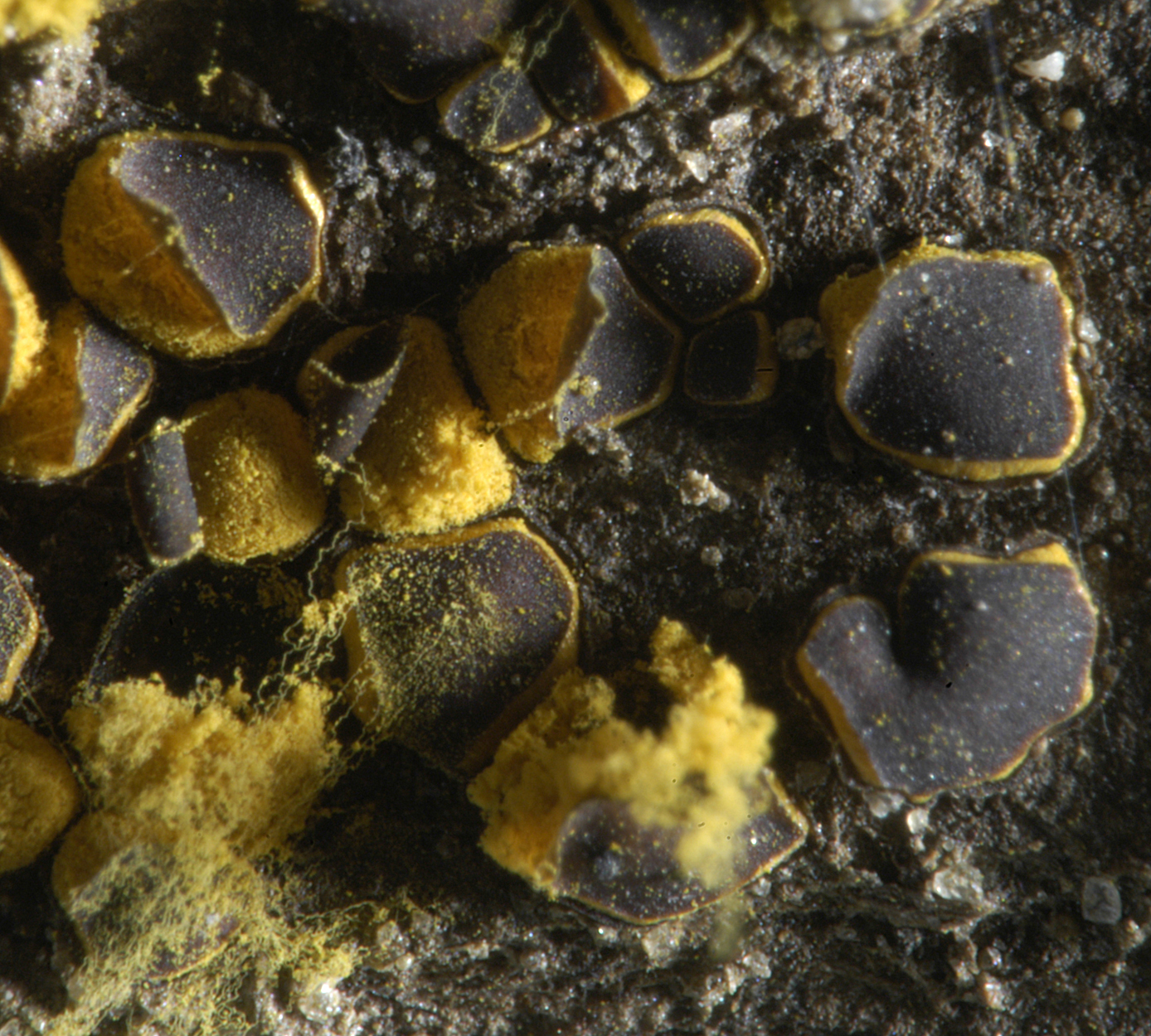 16052013094836 420 art 521 per depressa 5427 4 kopie