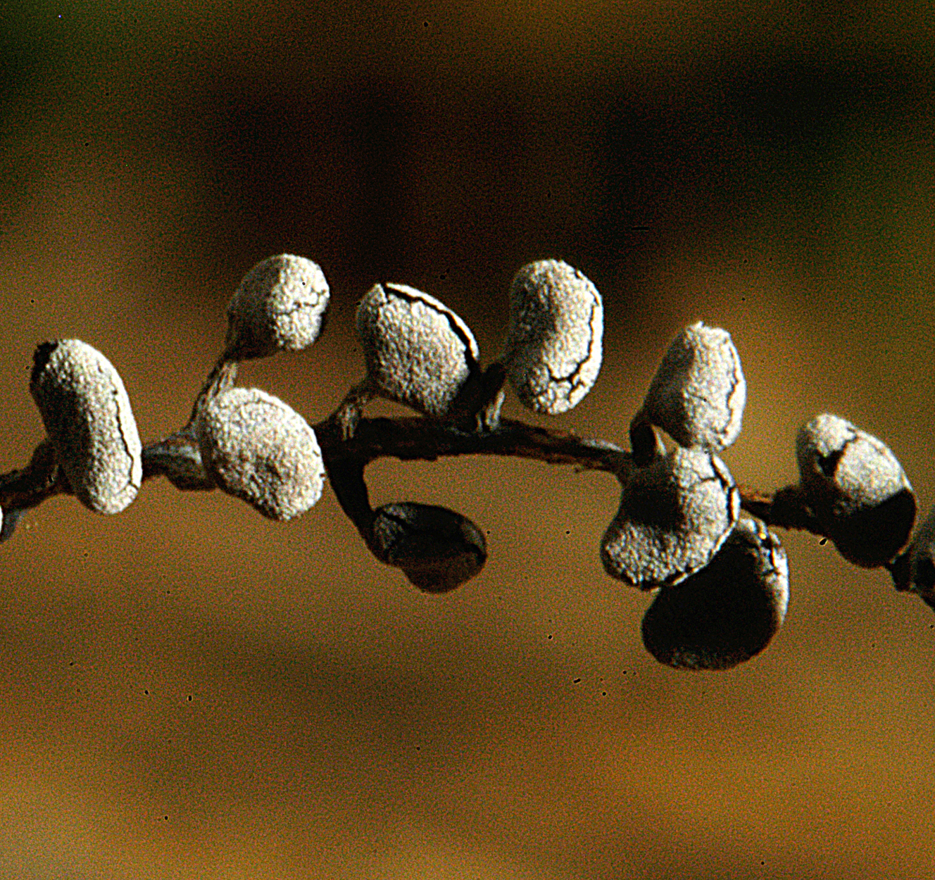 16052013095008 421 art 522 phy compressum 5019 37 kopie