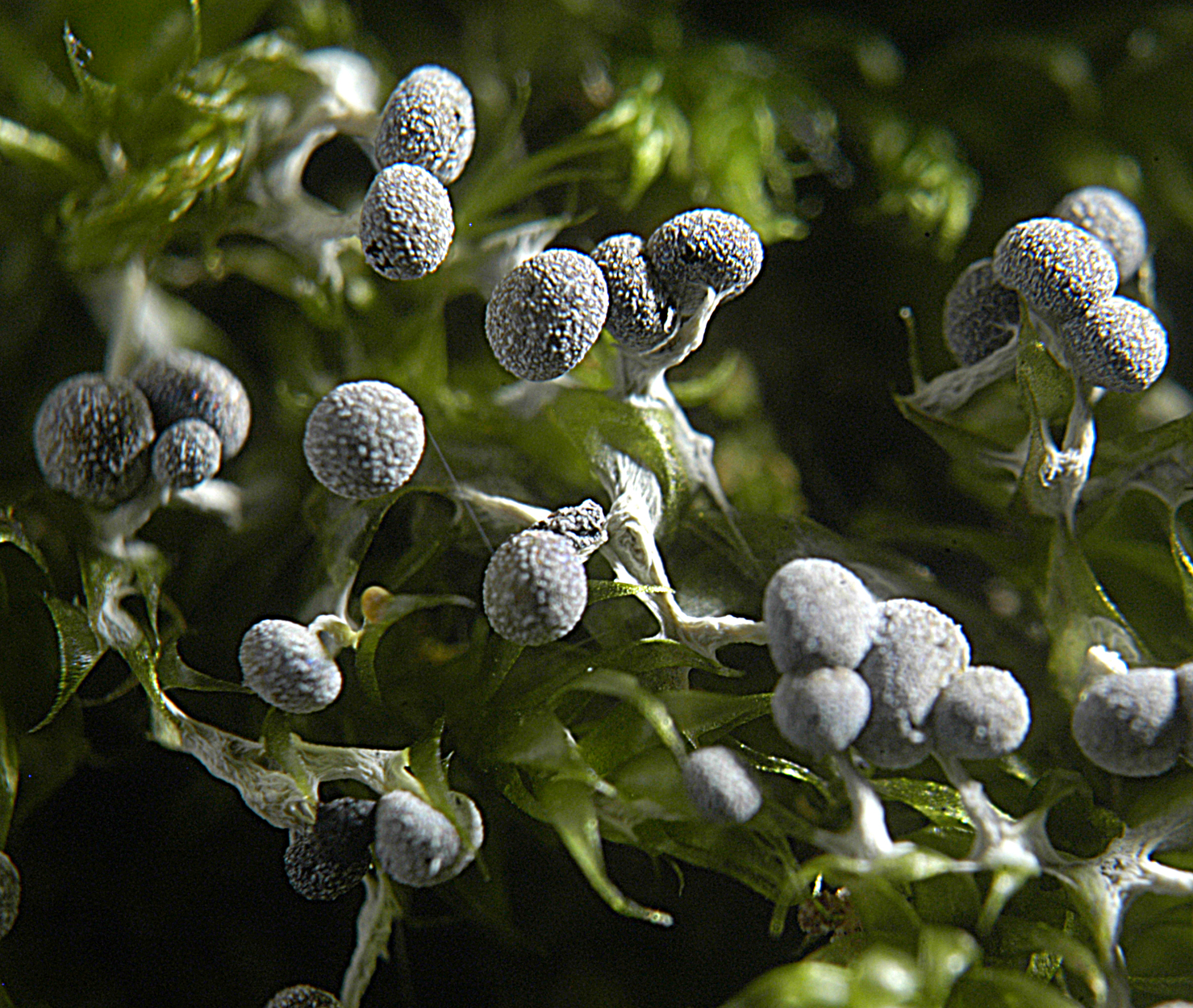 16052013095231 423 art 524 phy leucopus 5273 1 kopie