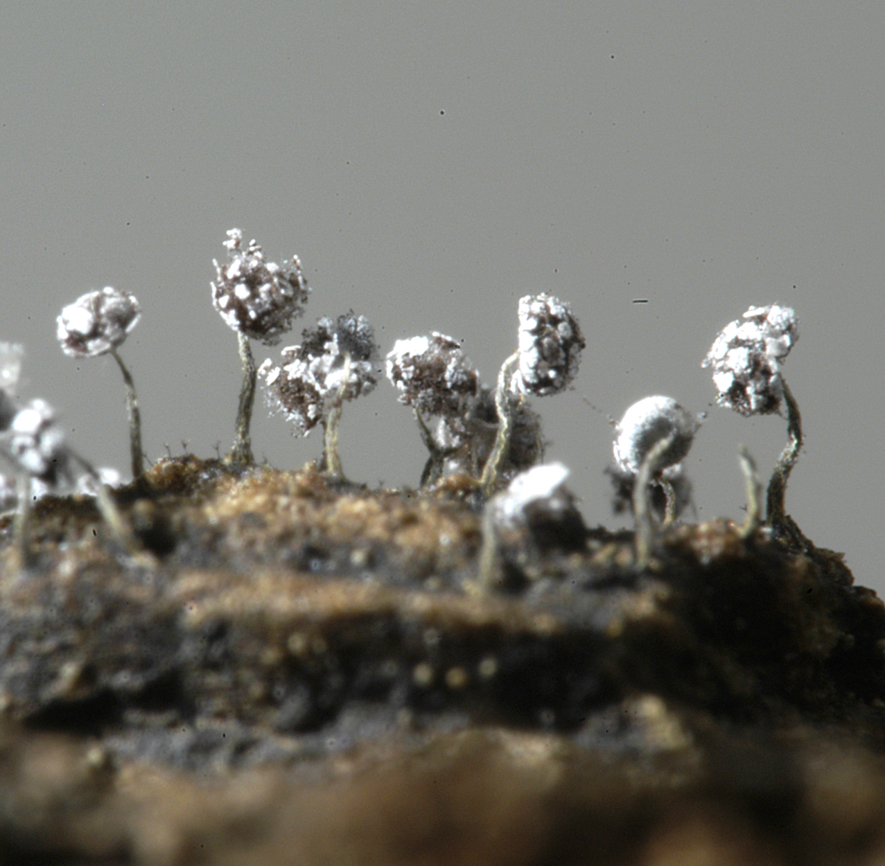 16052013095506 424 art 525 phy nutans 5439 3 kopie