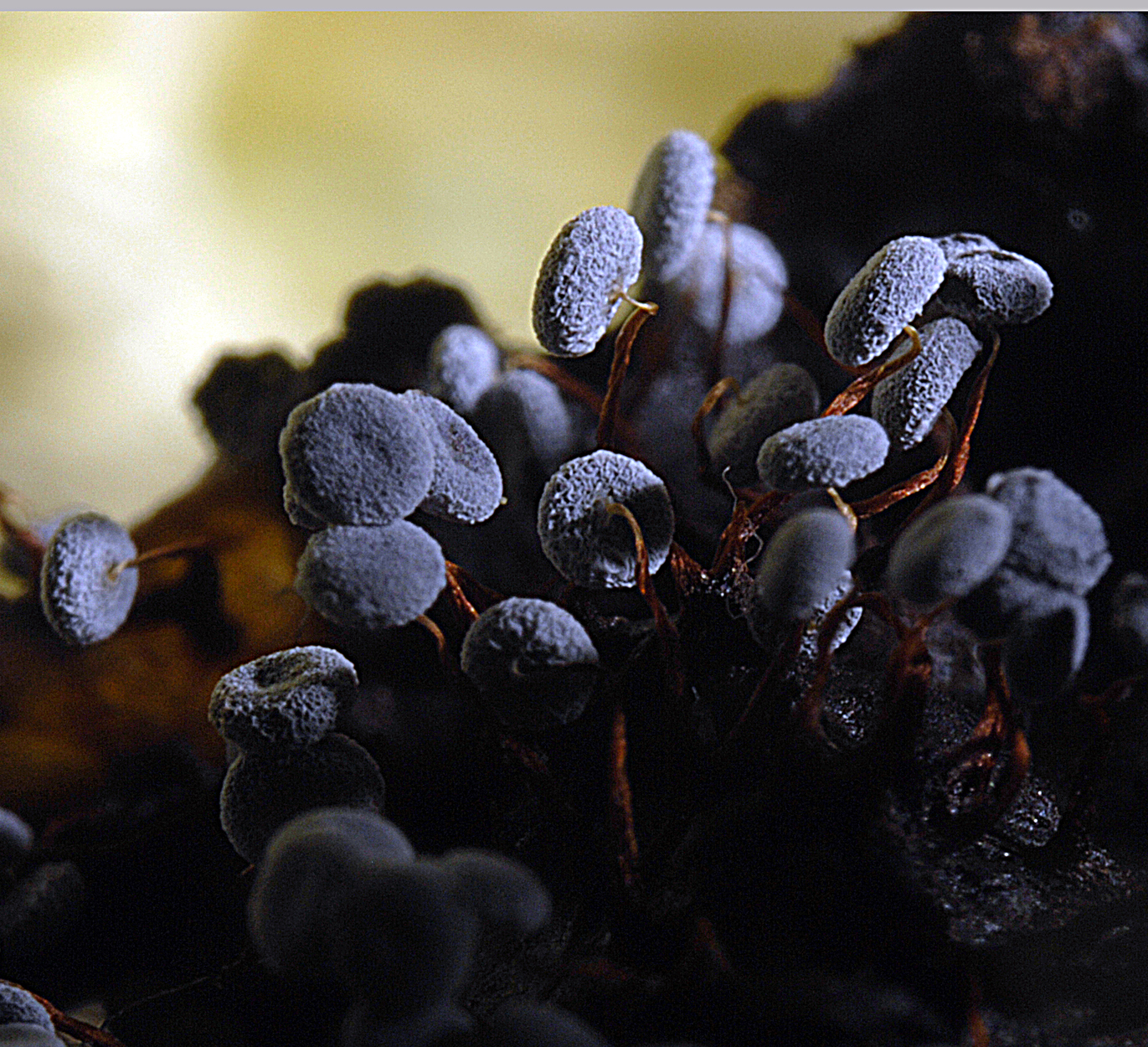 16052013095642 425 art 526 phy pezizoideum 5764 l4 kopie