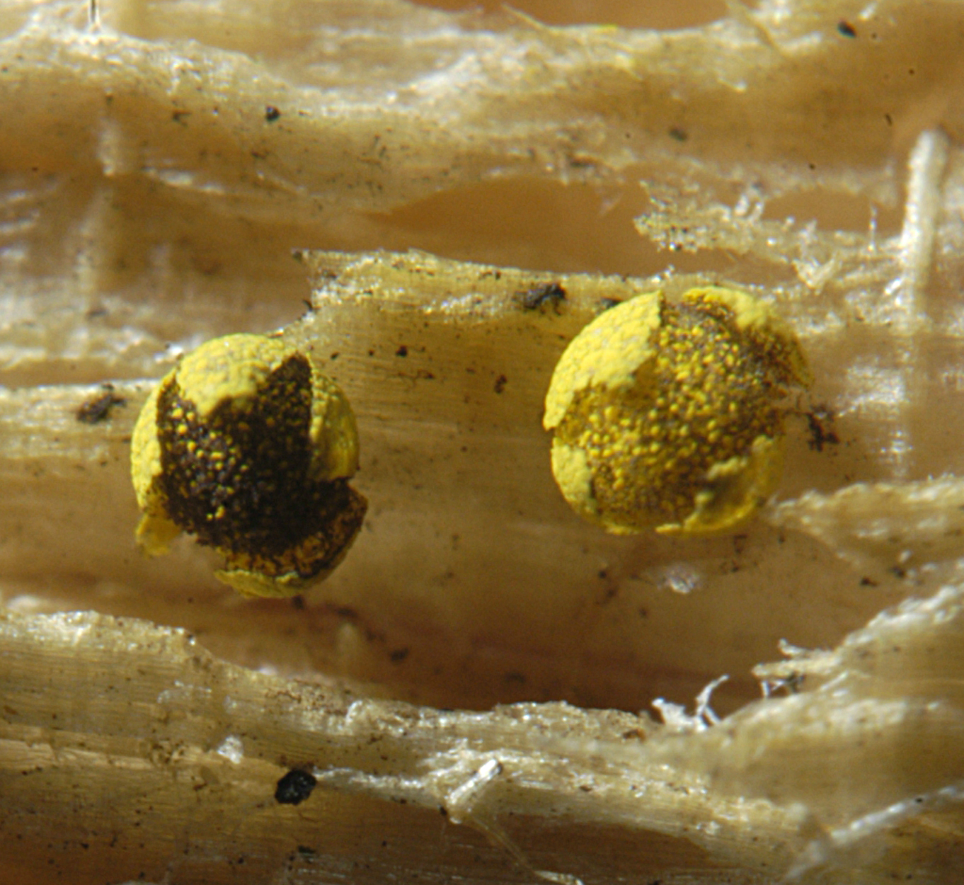 16052013095926 427 art 528 phy virescens 5327 s16 kopie