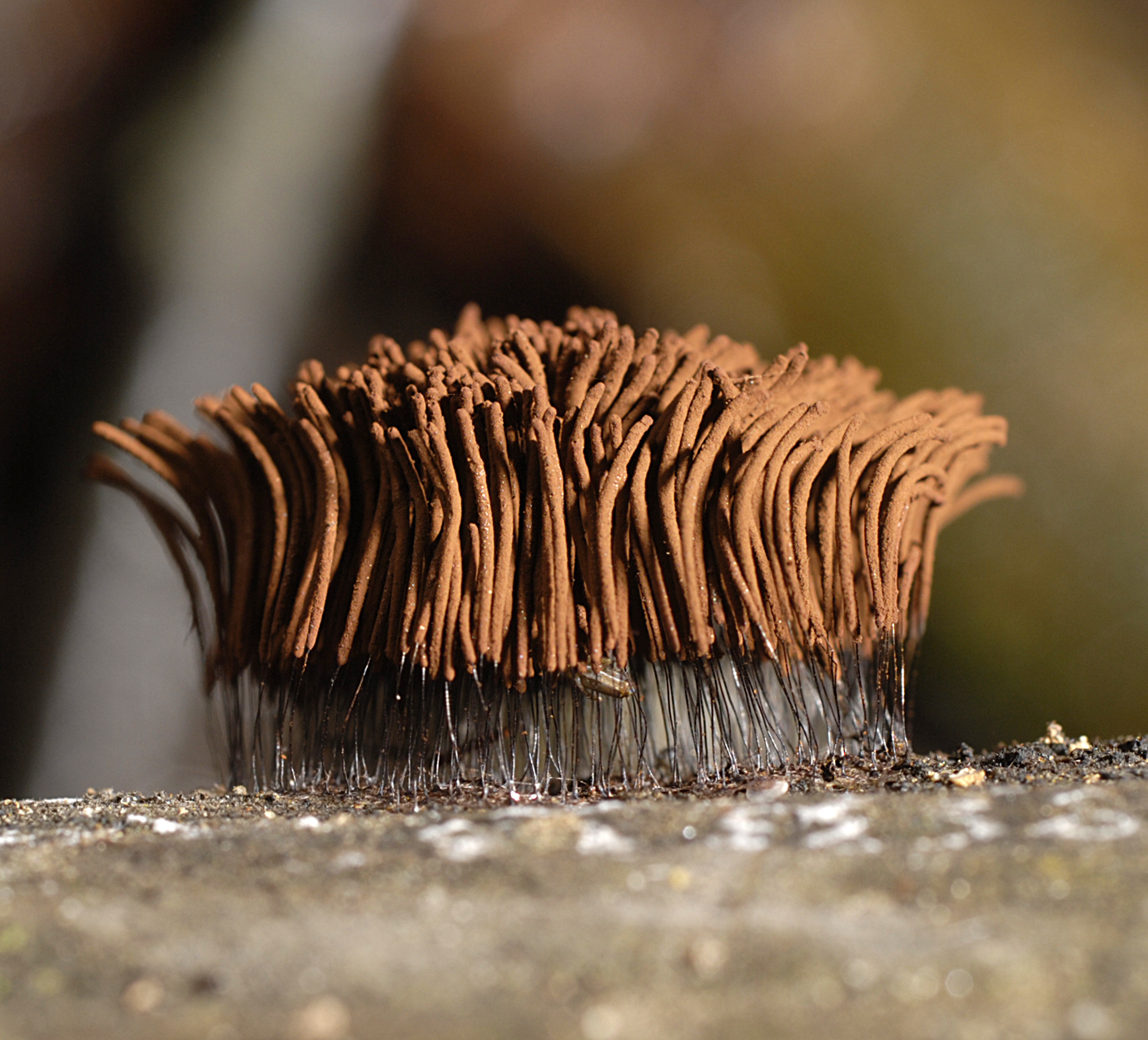 16052013100032 428 art 529 ste pallida 5 5791 101 nachbestimmen