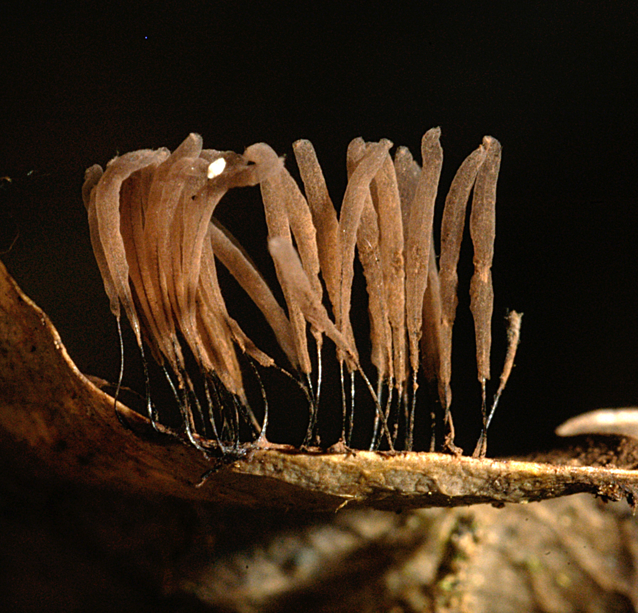 16052013100138 429 art 530 ste smithii 5066 25 kopie