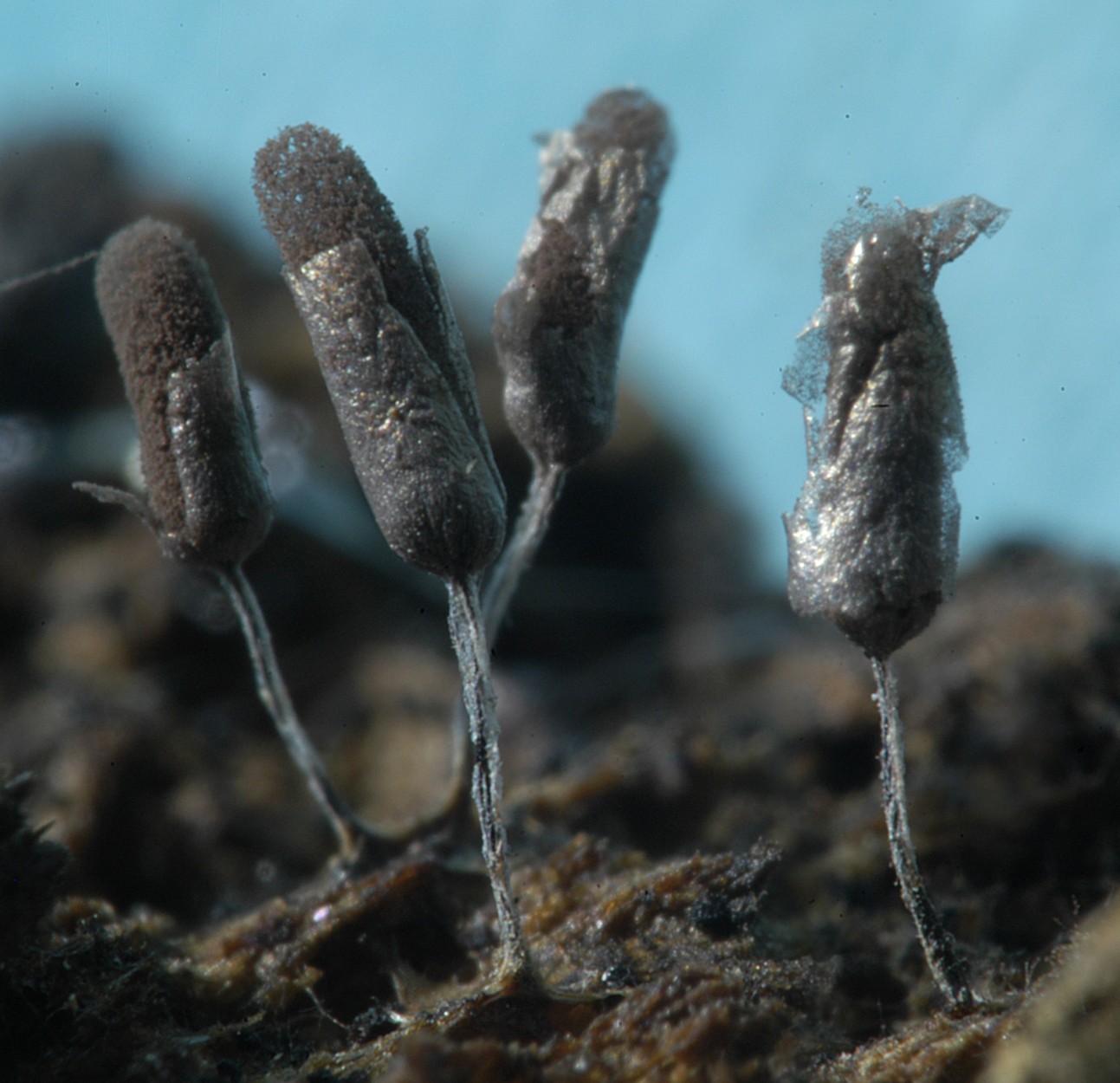 16052013100255 430 art 531 ste.opsis typhina 5438 2 kopie