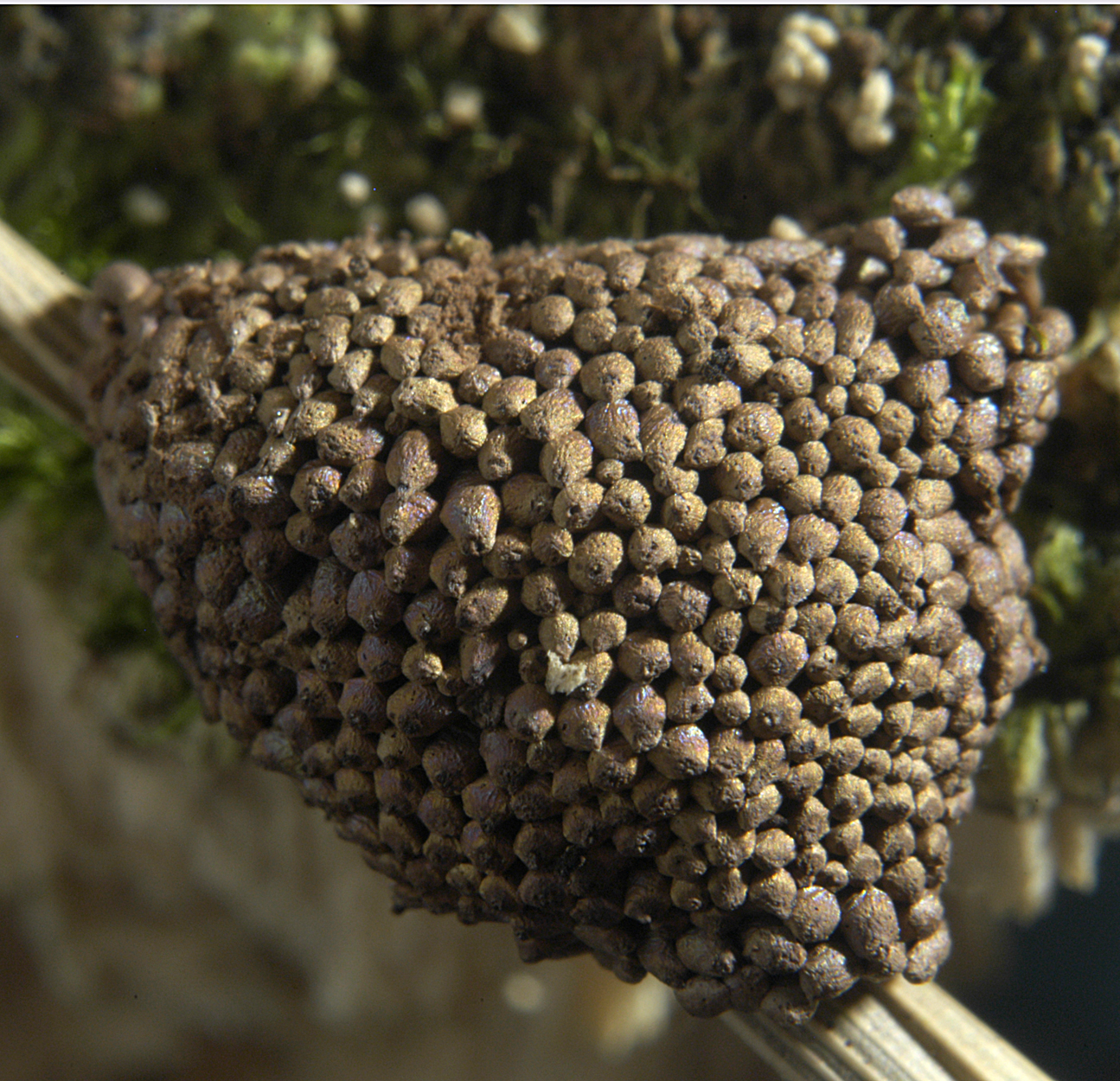 16052013100419 431 art 532 tub ferruginosa 5281 6 kopie