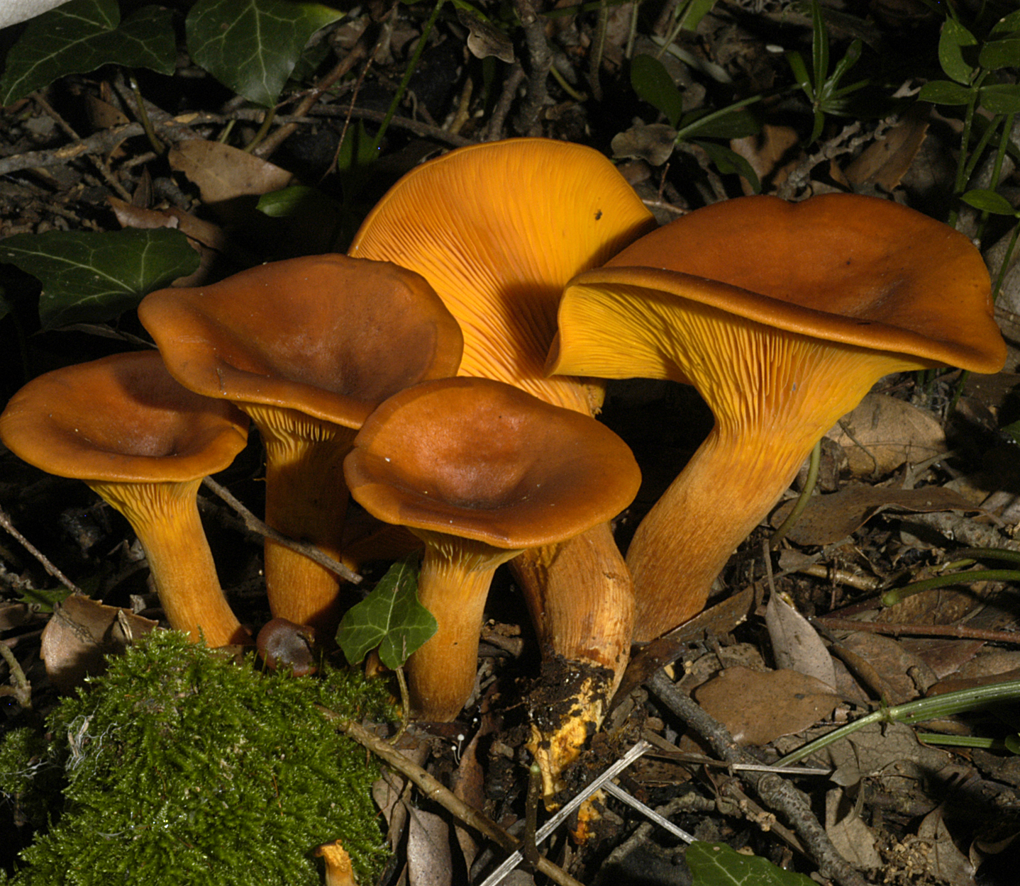 16052013101026 432 art 346 omp olearius 5354 20 kopie