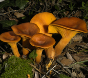 Dunkler Ölbaumtrichterling