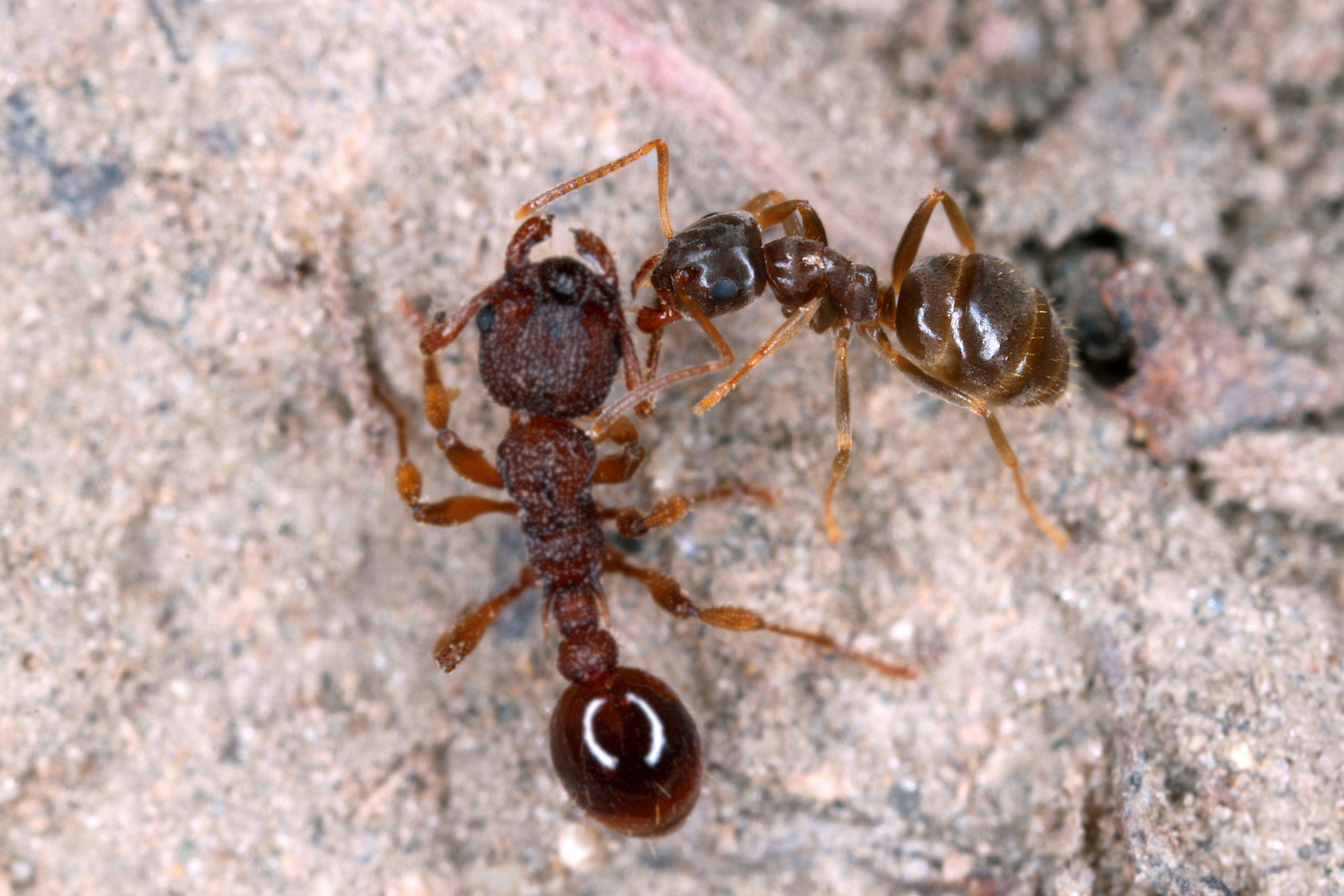 16052013102917 433 art 111 img 0257 myrmica sabuleti lasius alienus 1.2 unscharf