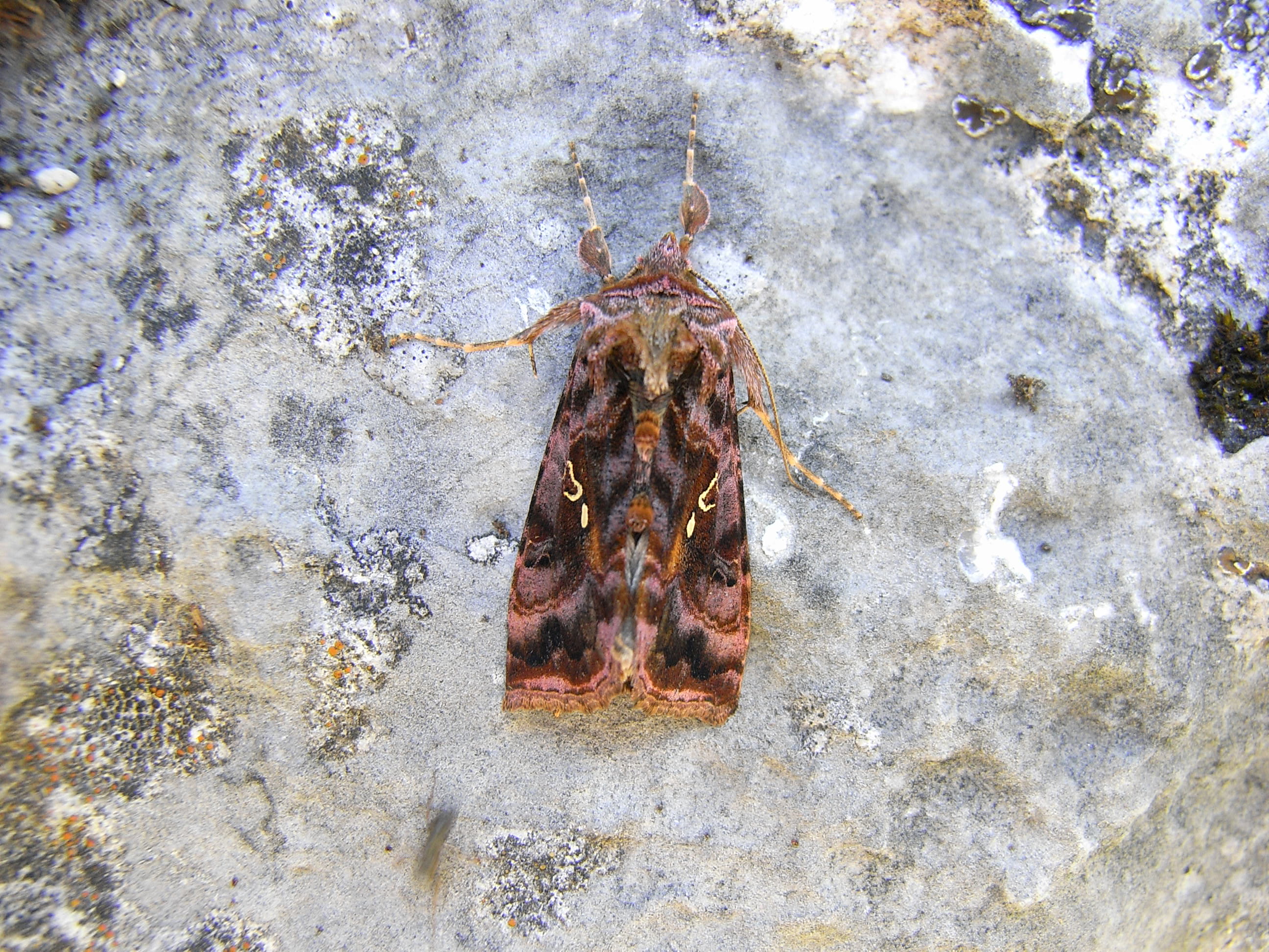 16052013120338 435 art 535 19384 dachstein 0908