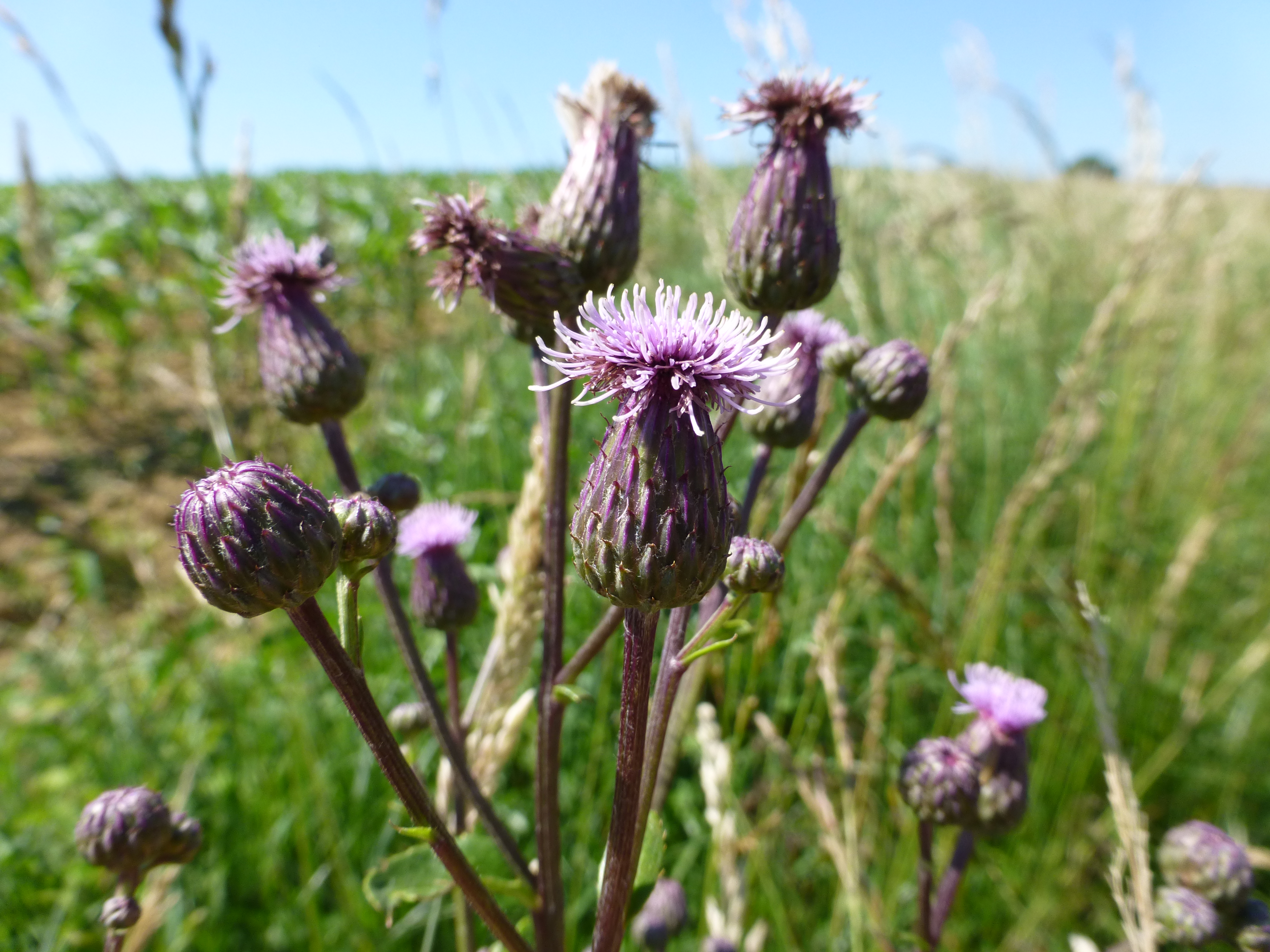 16052013151303 437 art 566 cirsium arvense 3