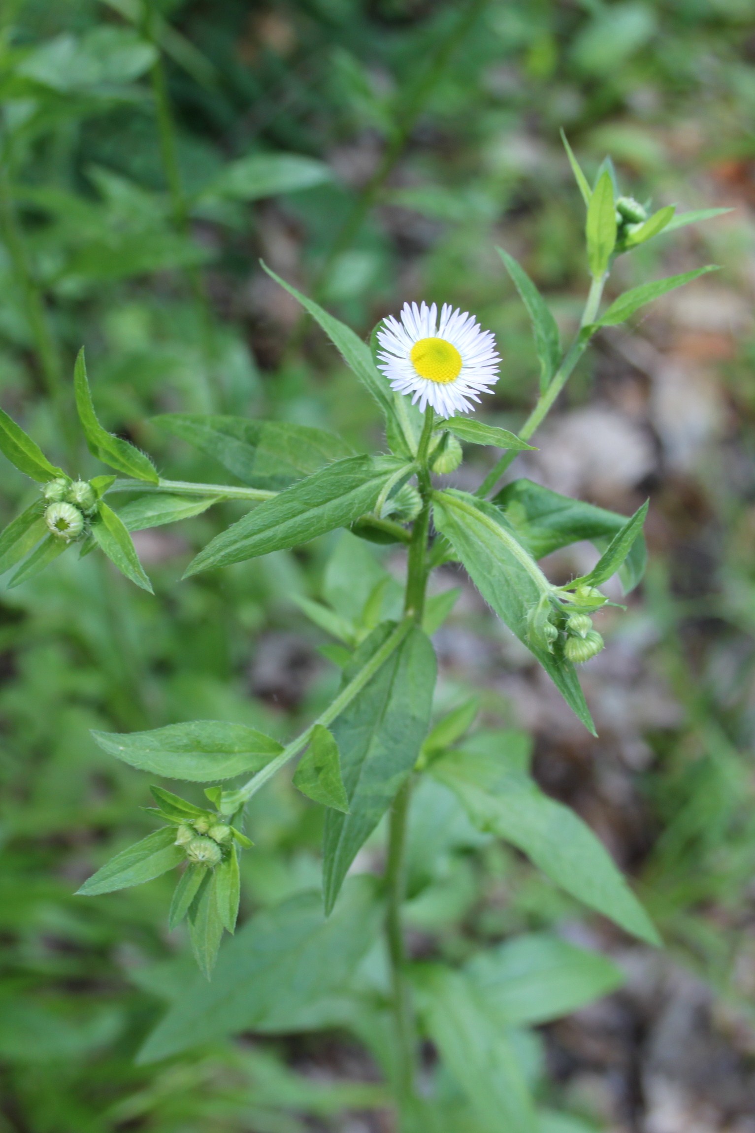 16052013151417 438 art 564 erigeron annuus 2