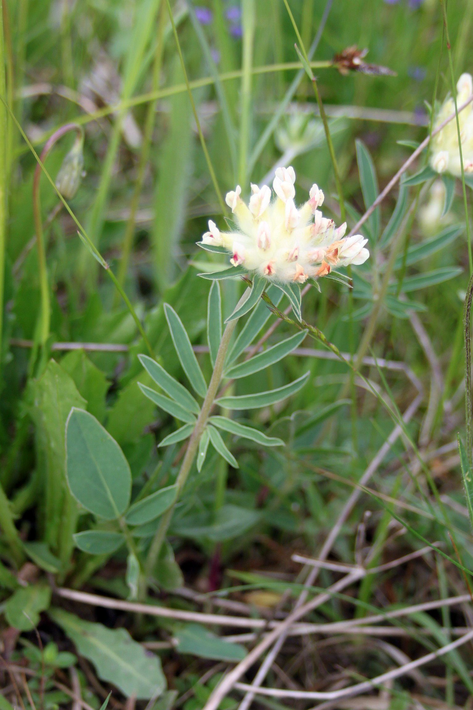 16052013151626 440 art 560 anthyllis vulneraria