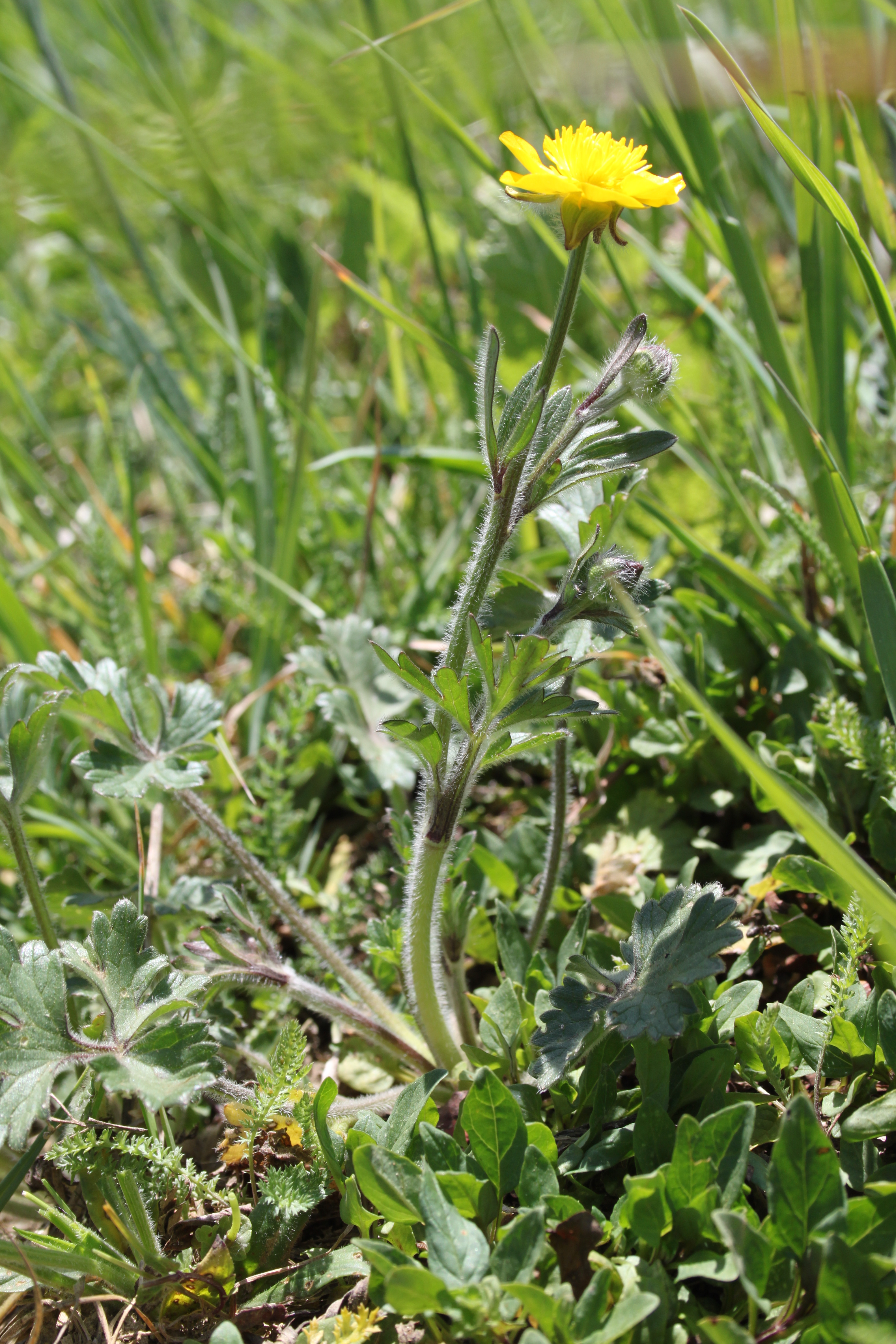 16052013151835 442 art 557 ranunculus bulbosus