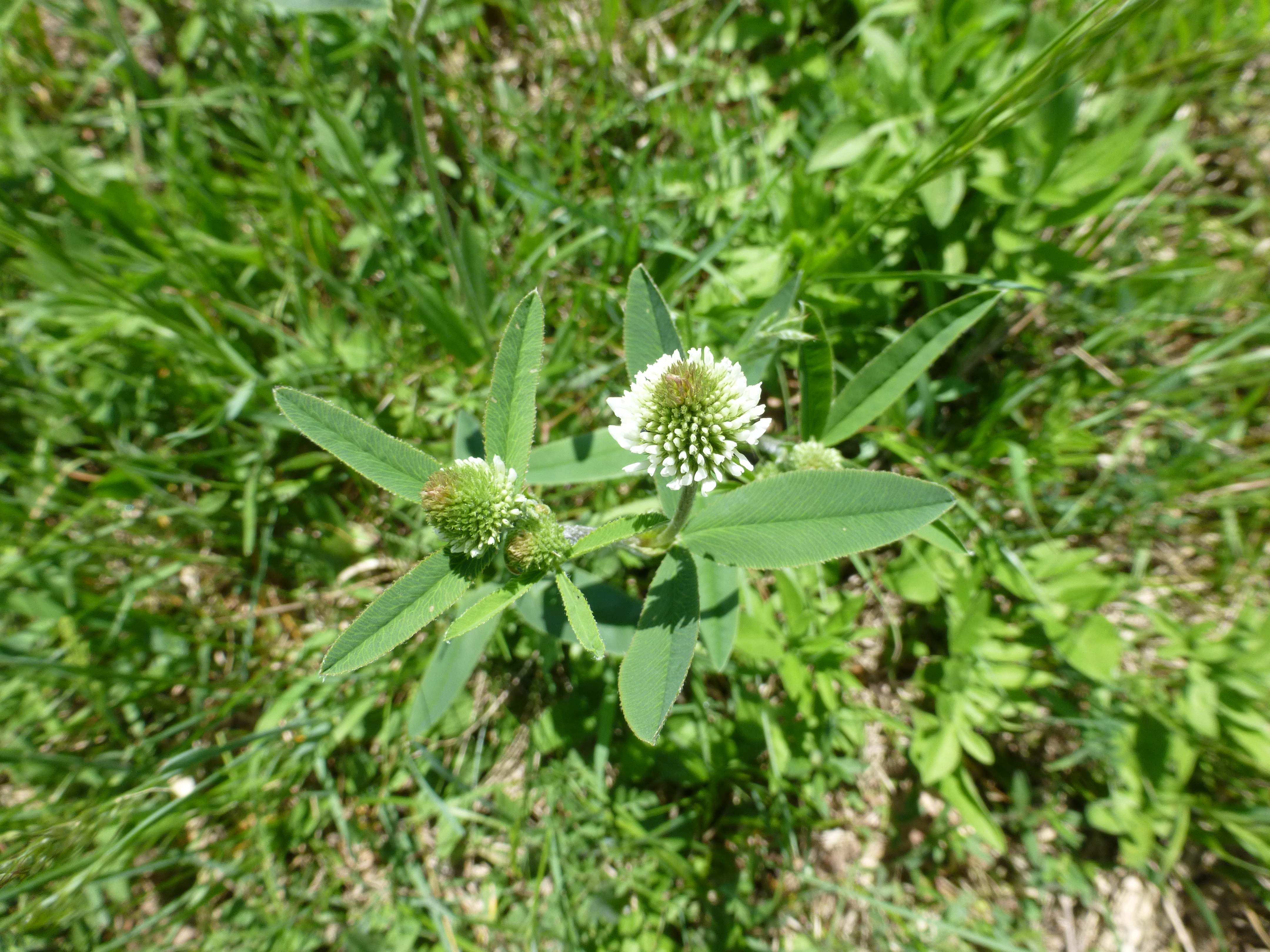 16052013152300 444 art 555 trifolium montanum 7