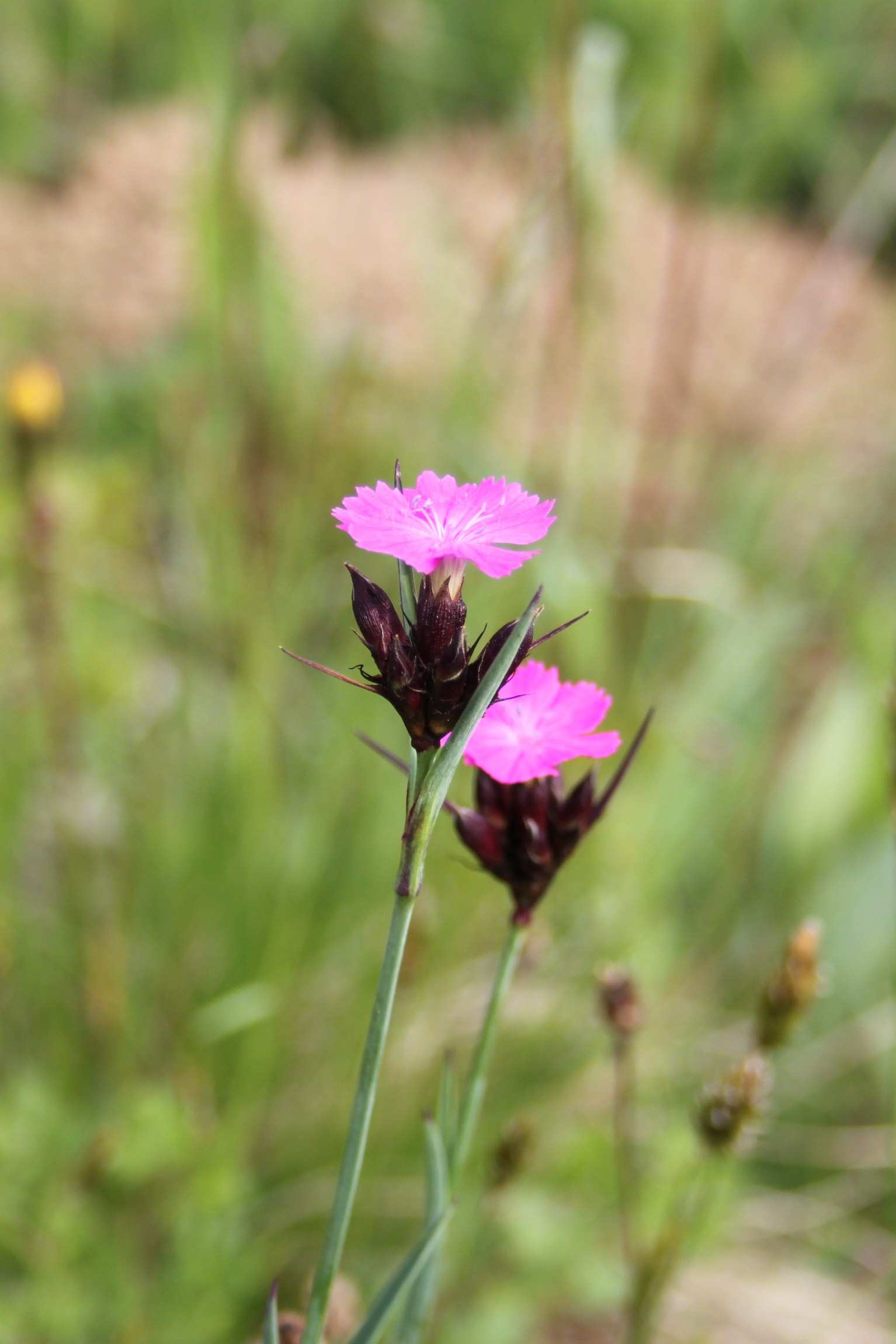 16052013152839 445 art 554 dianthus carthusianorum 2