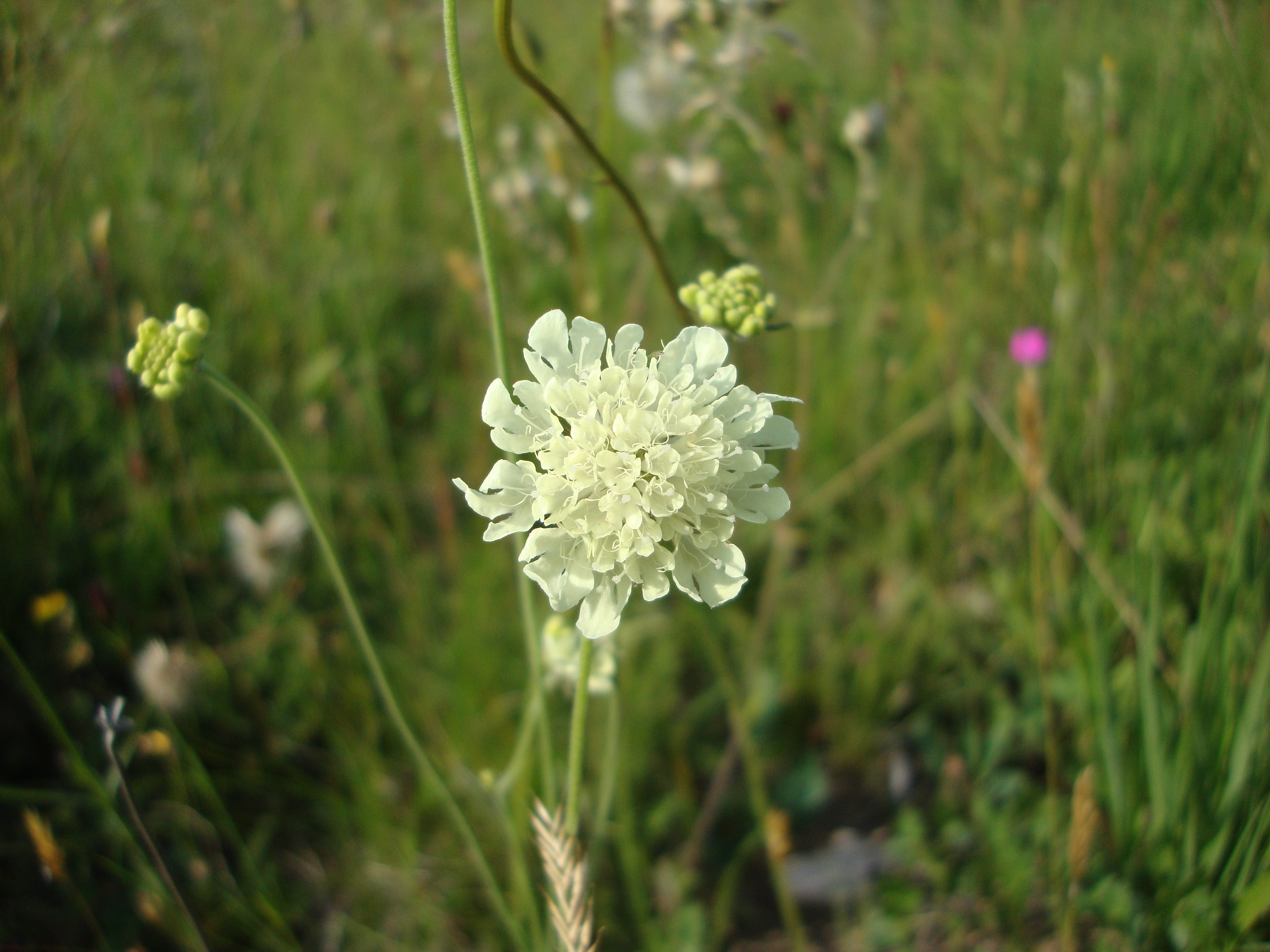 16052013152920 446 art 553 scabiosa ochroleuca 2