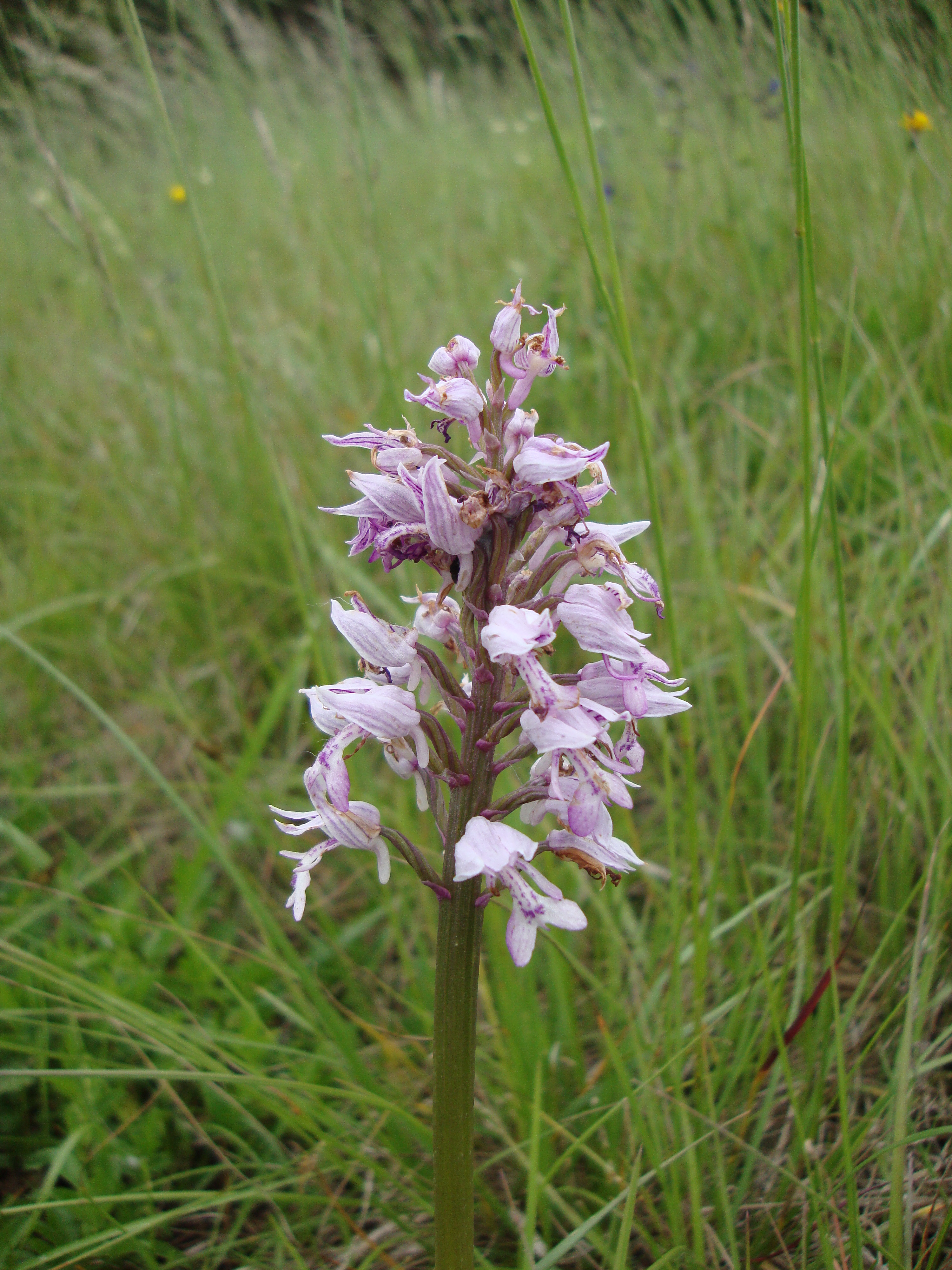 16052013153205 447 art 551 orchis militaris