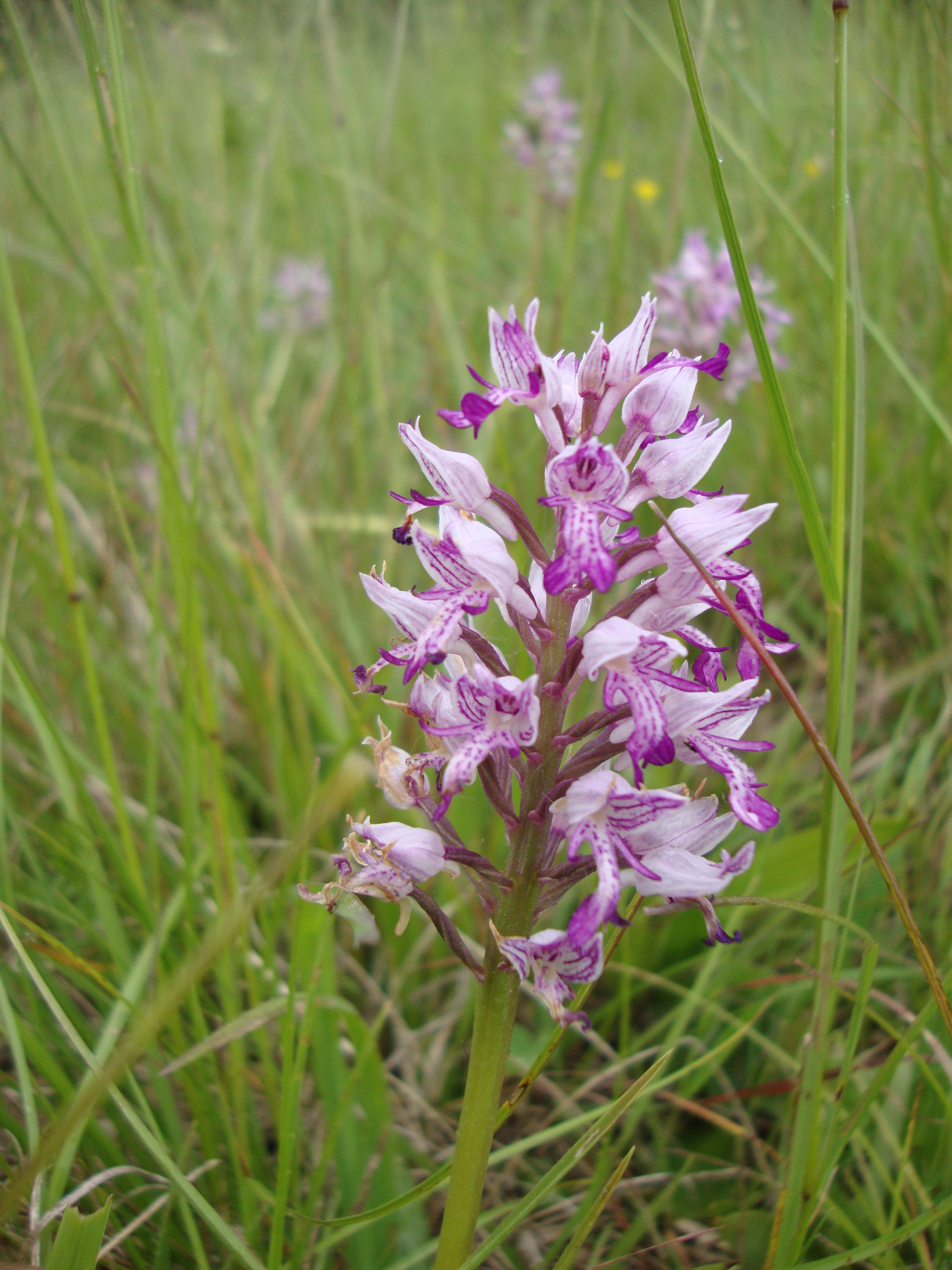 16052013153258 448 art 551 orchis militaris 2