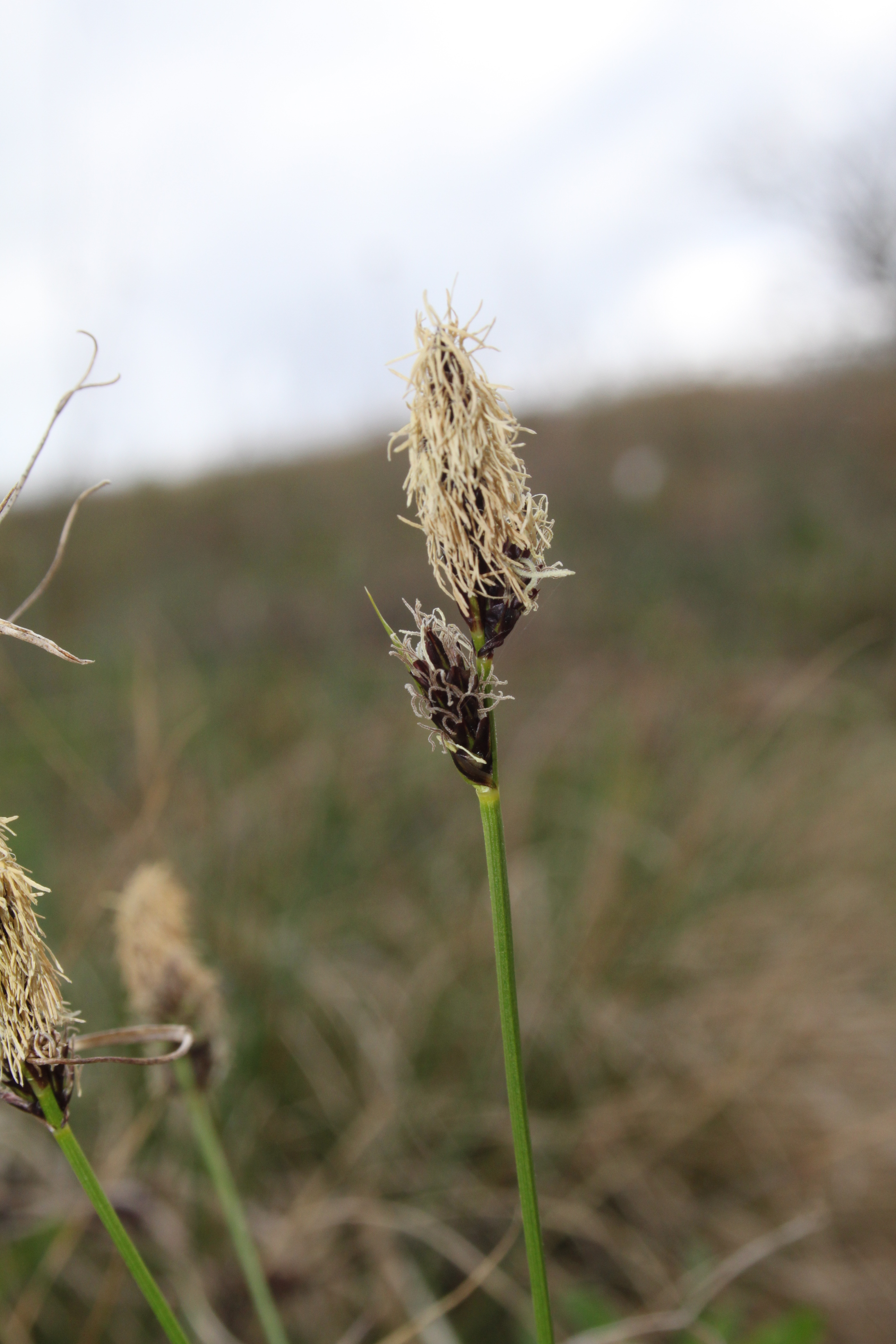 16052013153518 450 art 547 carex montana 5