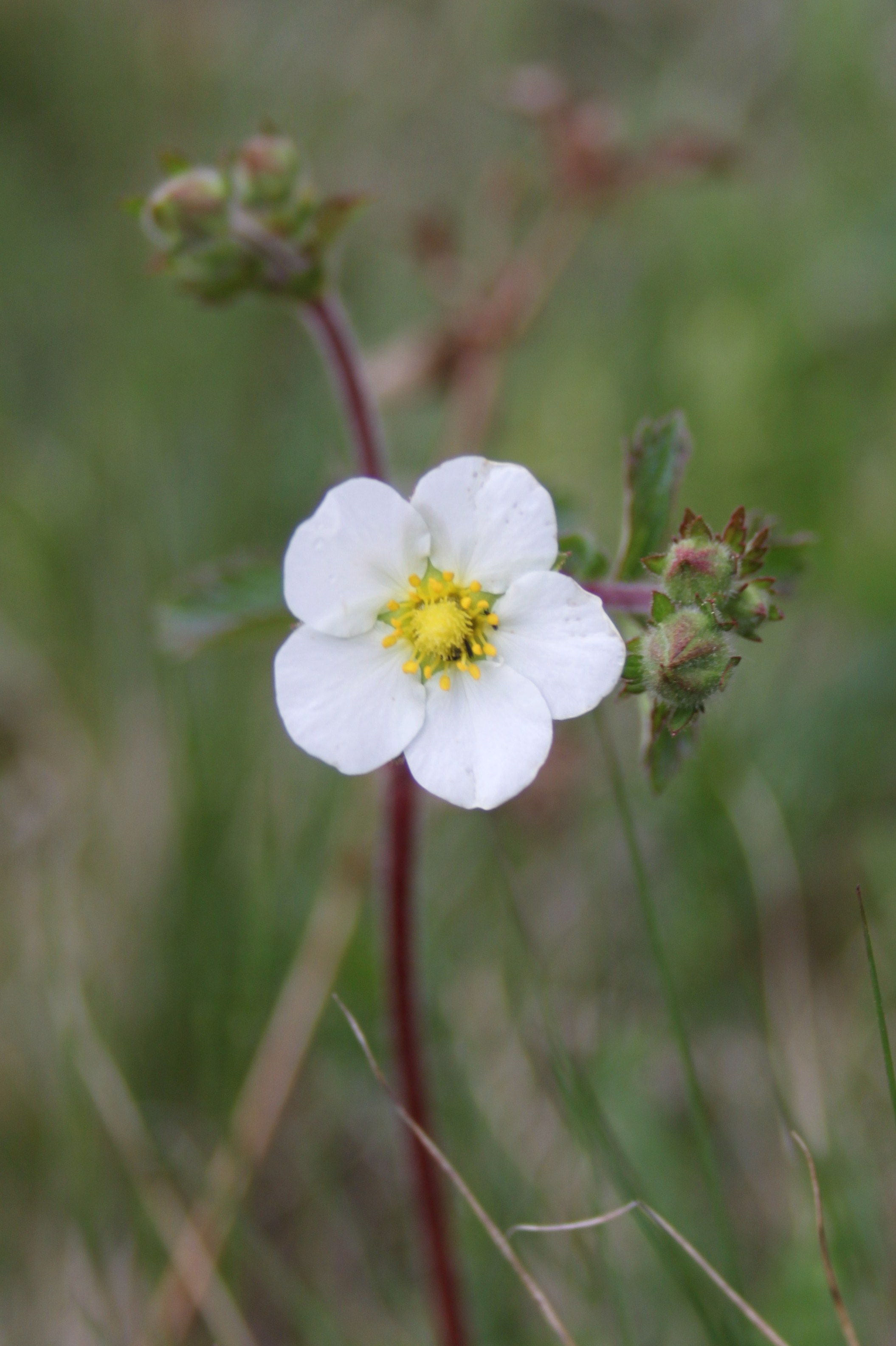 16052013153813 453 art 545 potentilla rupestris 7