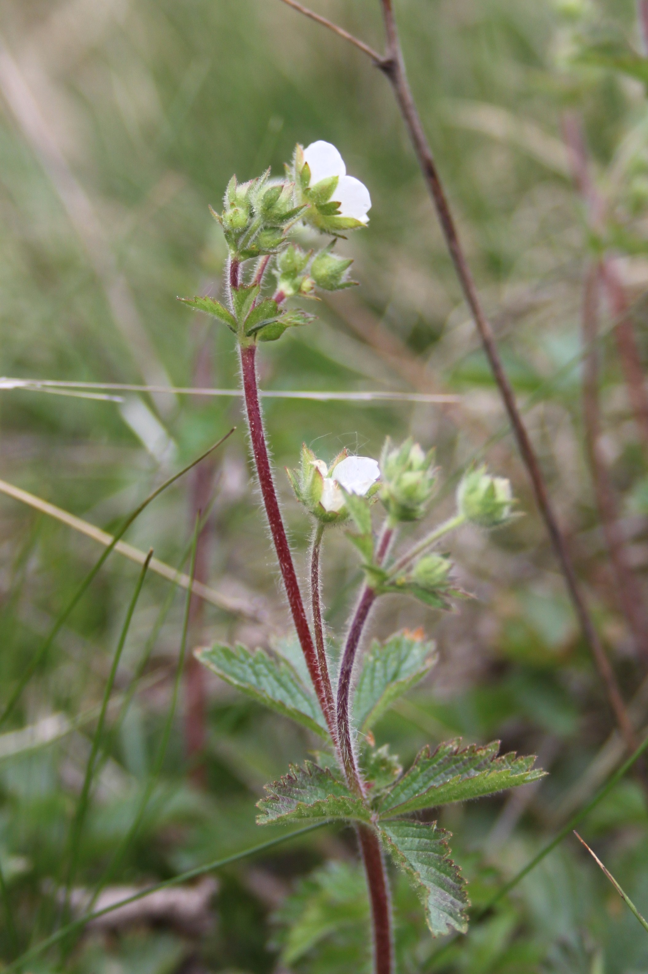 16052013153913 454 art 545 potentilla rupestris 8