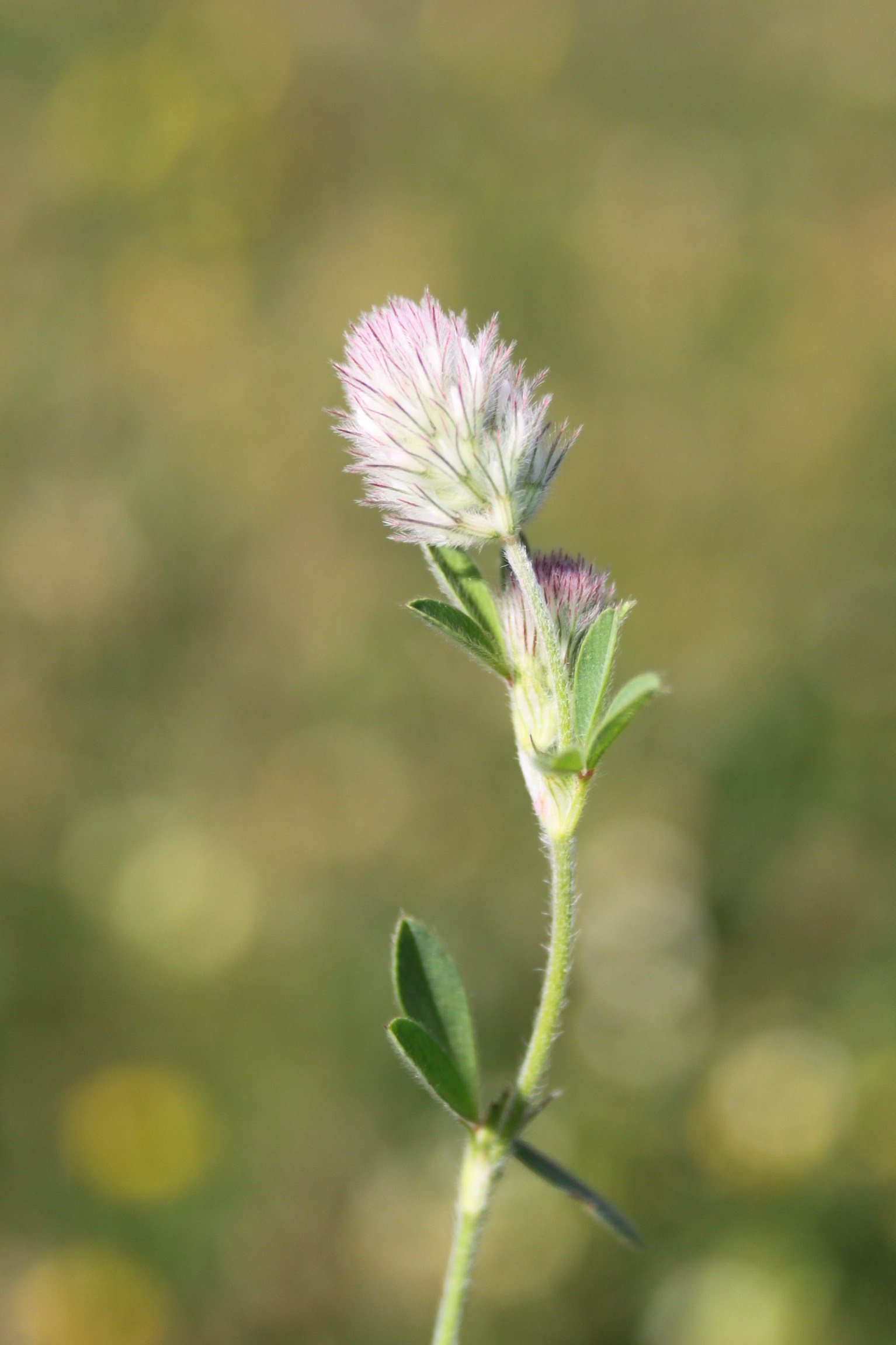 16052013154050 456 art 543 trifolium arvense 3