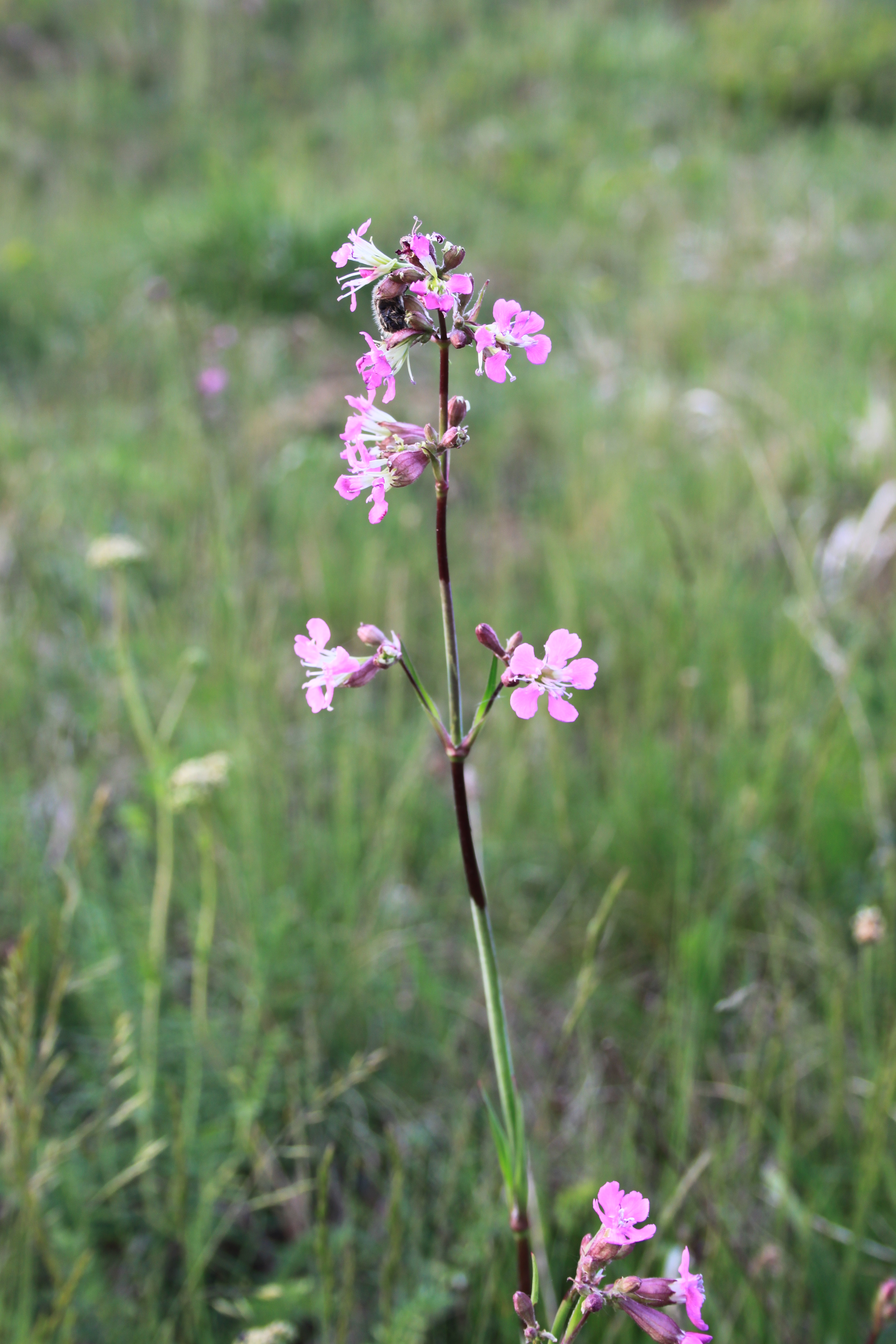 16052013154528 458 art 541 lychnis viscaria 7