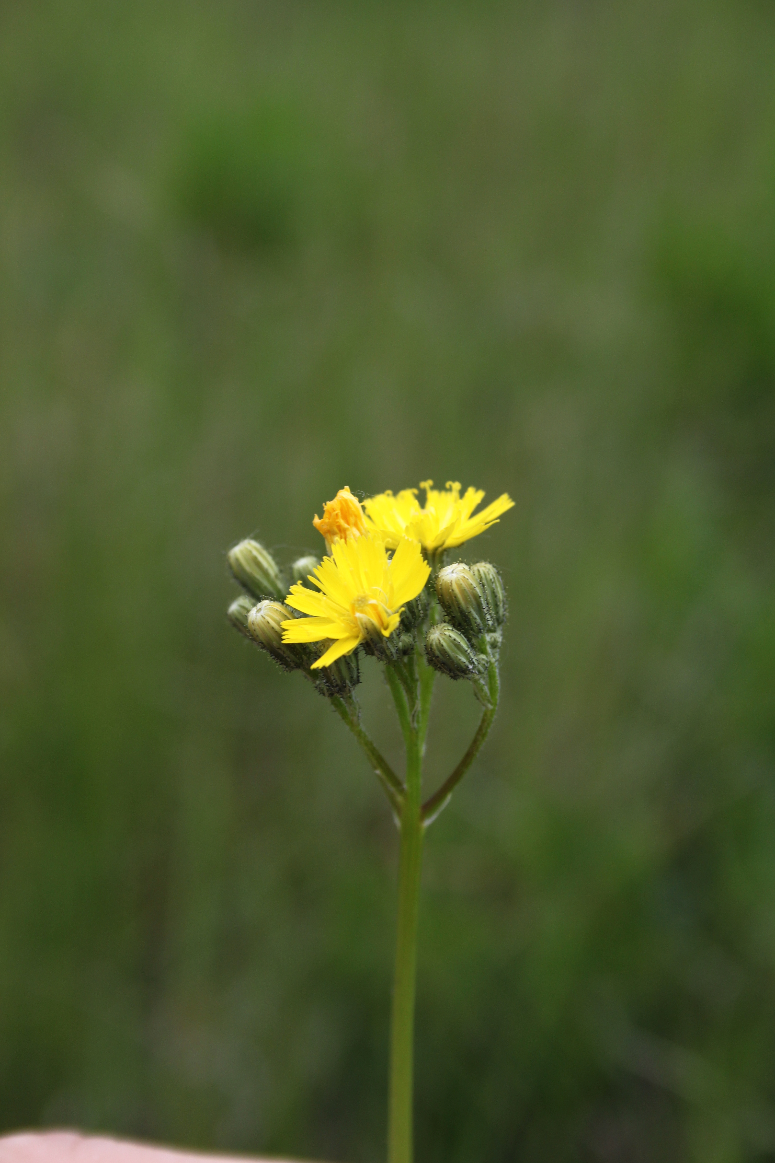 16052013154708 459 art 540 hieracium bauhinii
