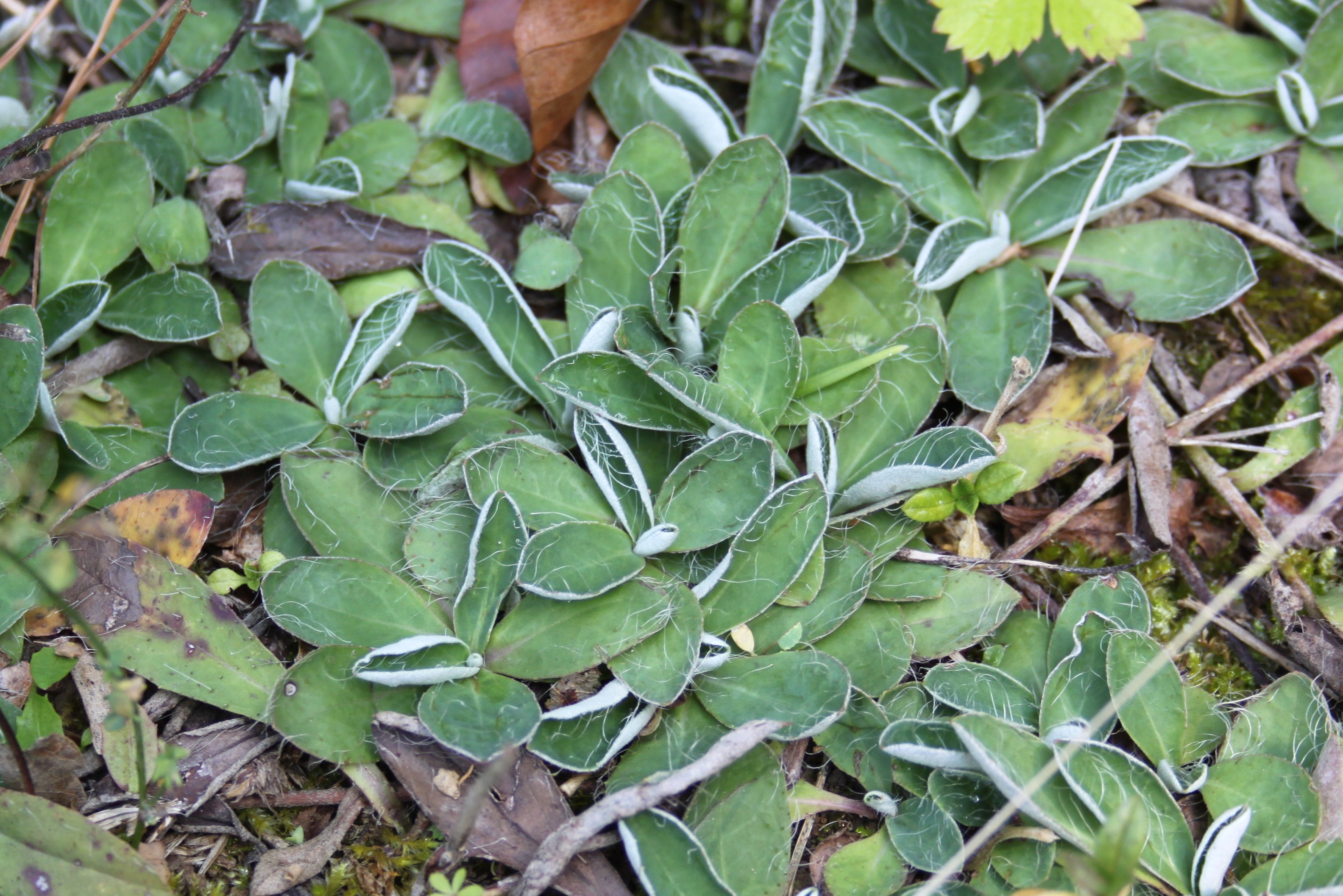 16052013154812 460 art 538 hieracium pilosella