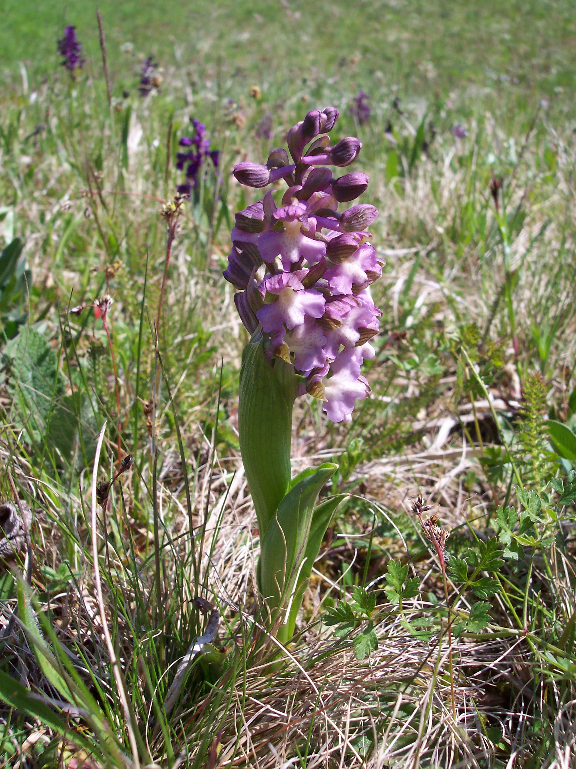 16052013154901 461 art 537 orchis morio 5