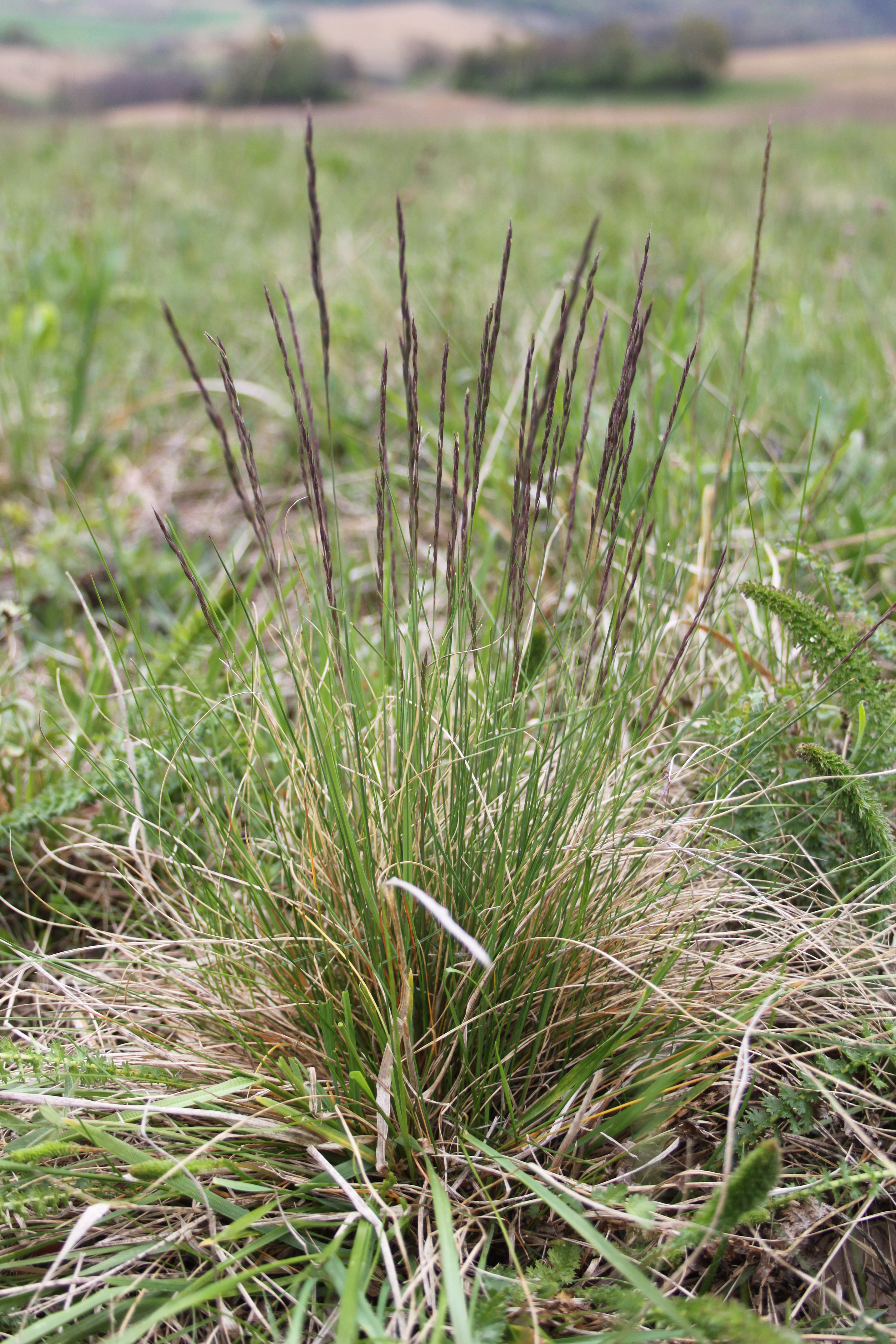 16052013155021 462 art 536 festuca rupicola 3