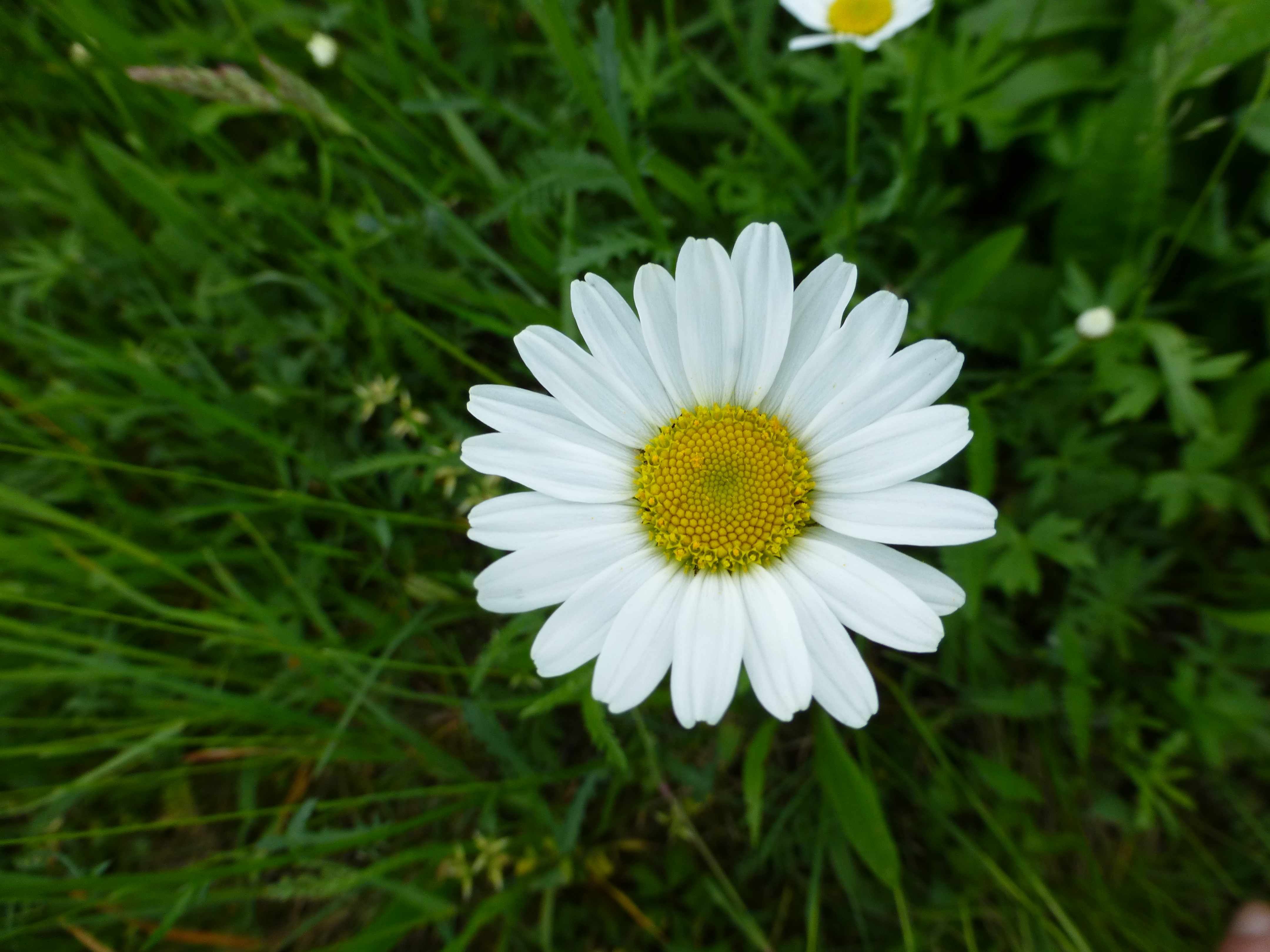 16052013155418 466 art 499 leucanthemum ircutianum 1