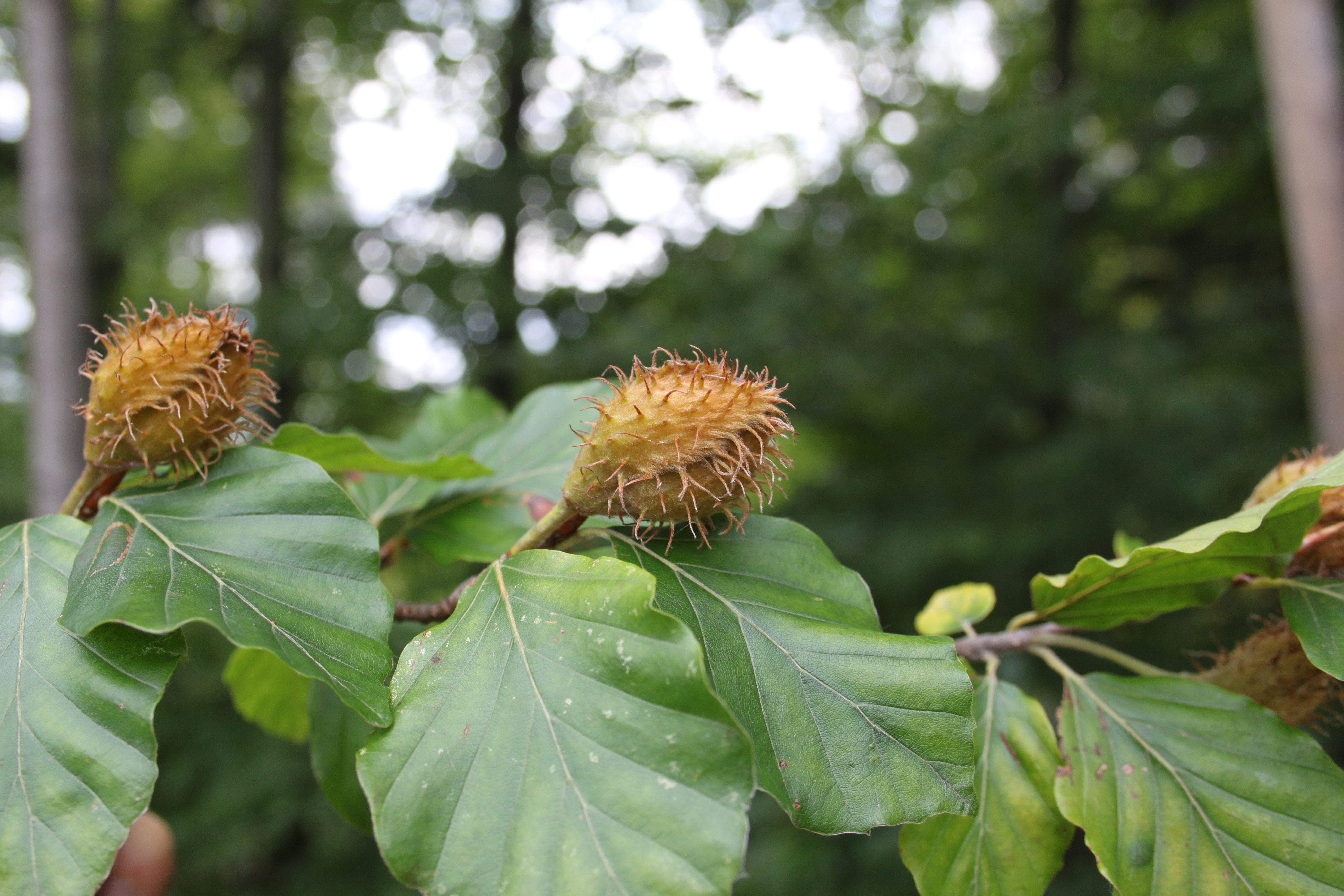 16052013155500 467 art 473 fagus sylvatica 5
