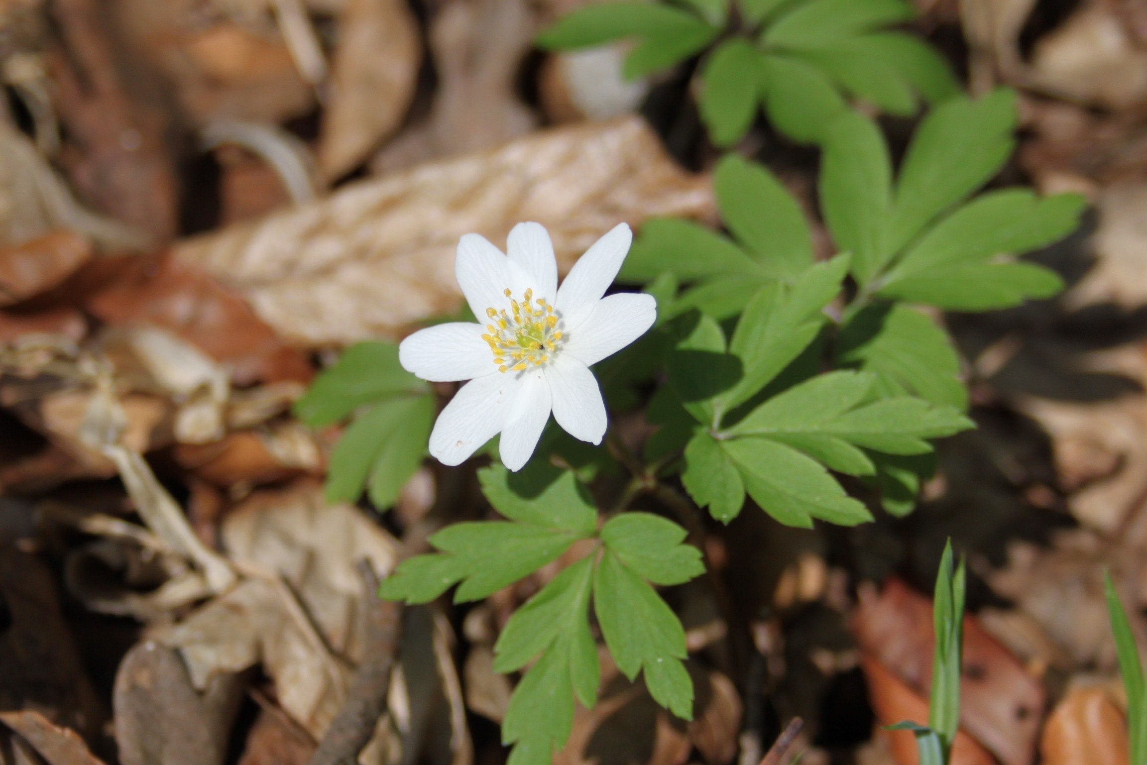 16052013155935 470 art 491 anemone nemorosa 10